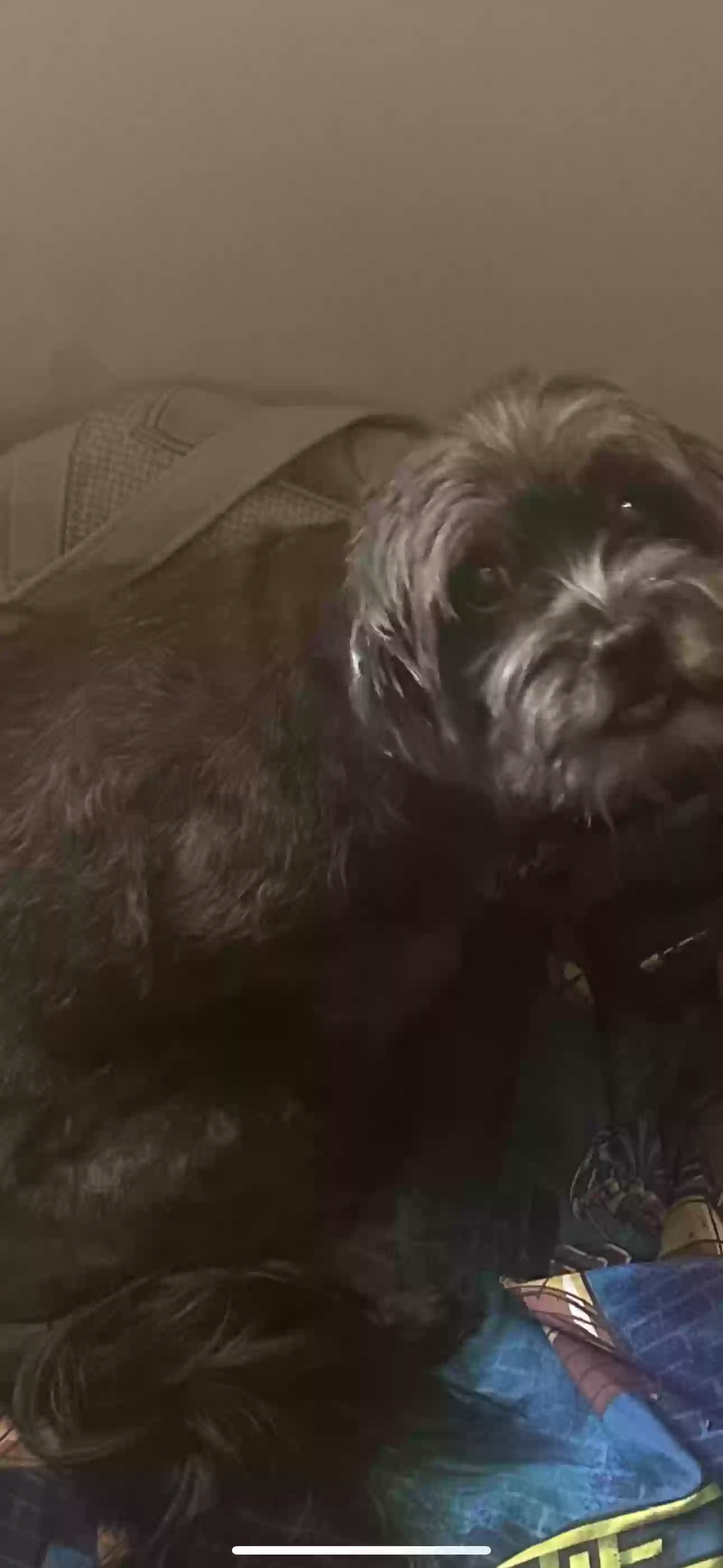 /lostandfound/images/lnfpets/original/163846_photo.webp