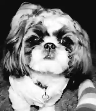 /lostandfound/images/lnfpets/original/163880_photo.webp