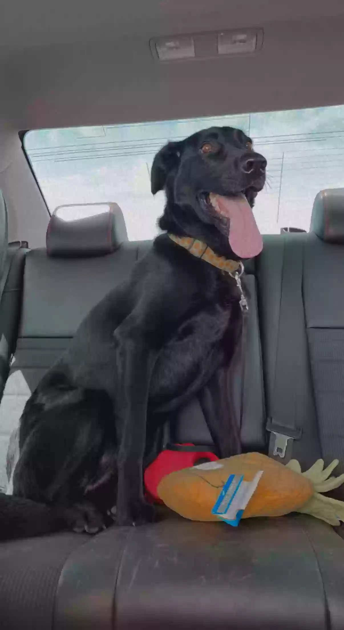 /lostandfound/images/lnfpets/original/163881_photo.webp