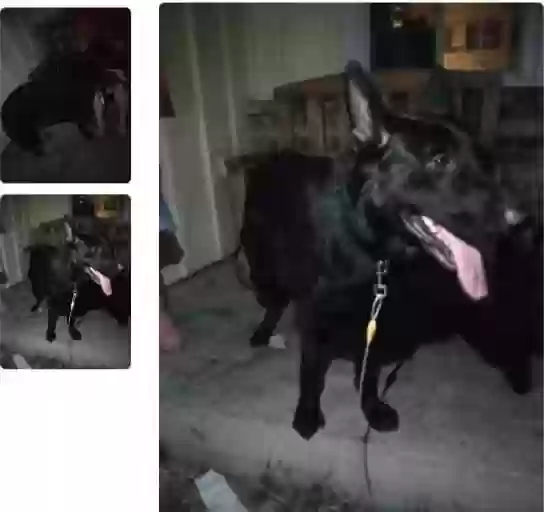 /lostandfound/images/lnfpets/original/163886_photo.webp