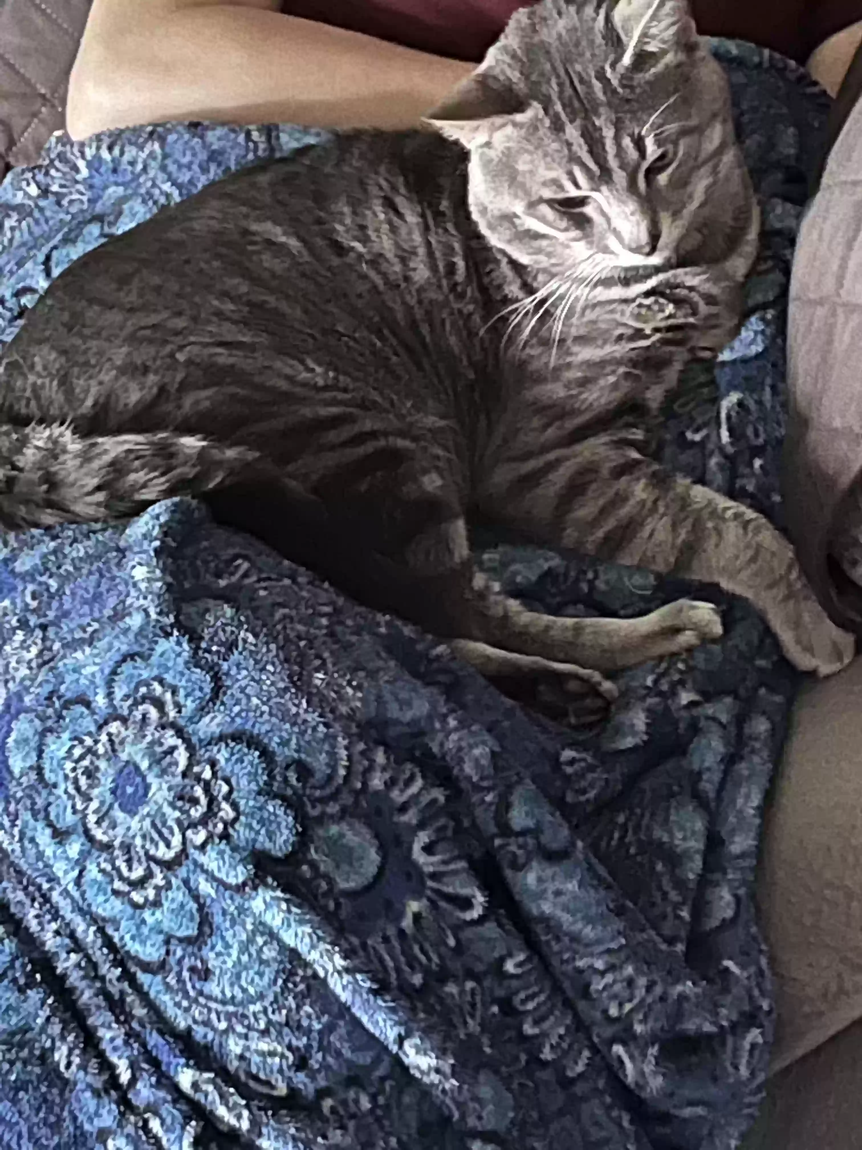 /lostandfound/images/lnfpets/original/163980_photo.webp