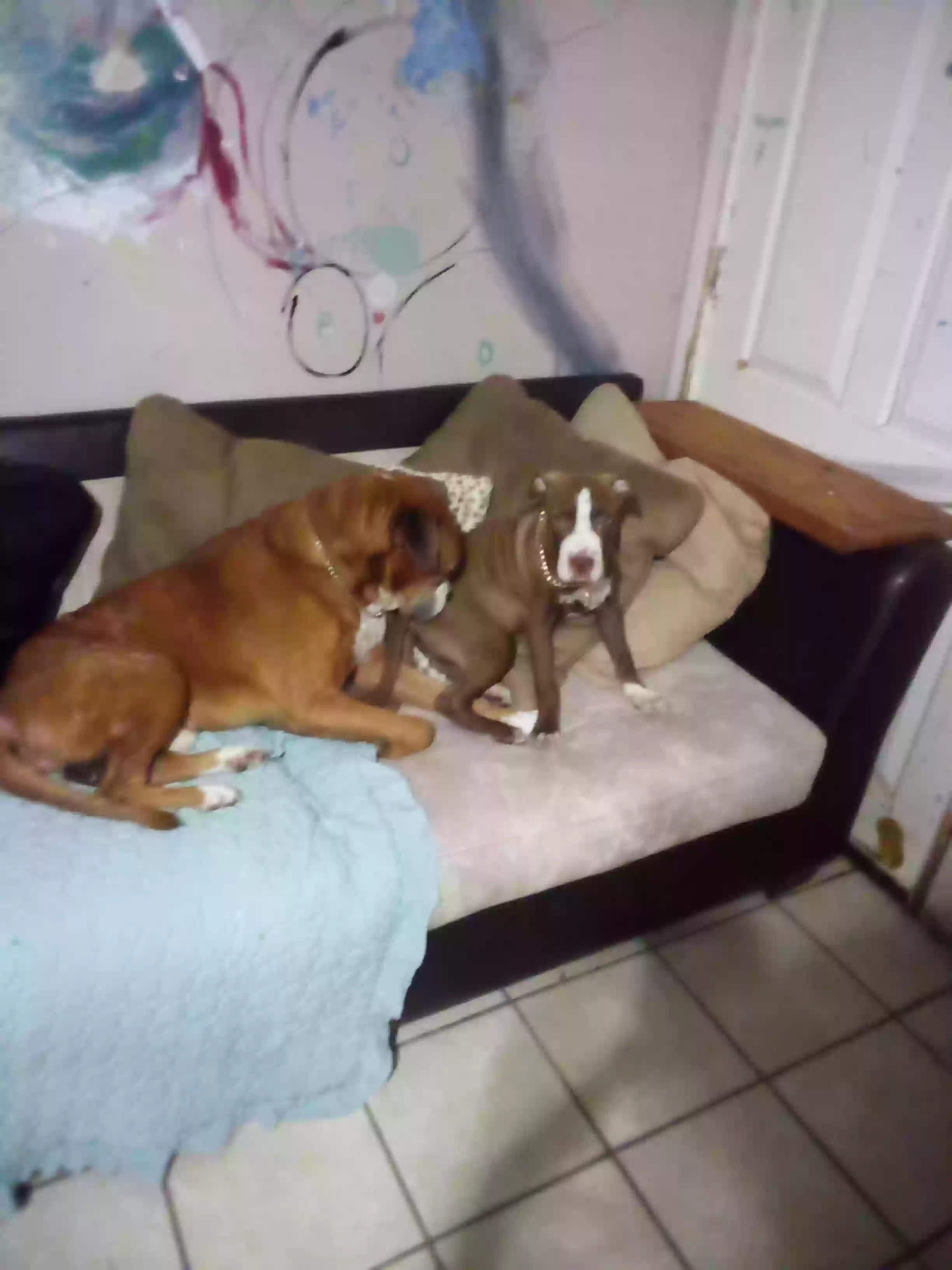 /lostandfound/images/lnfpets/original/164042_photo.webp