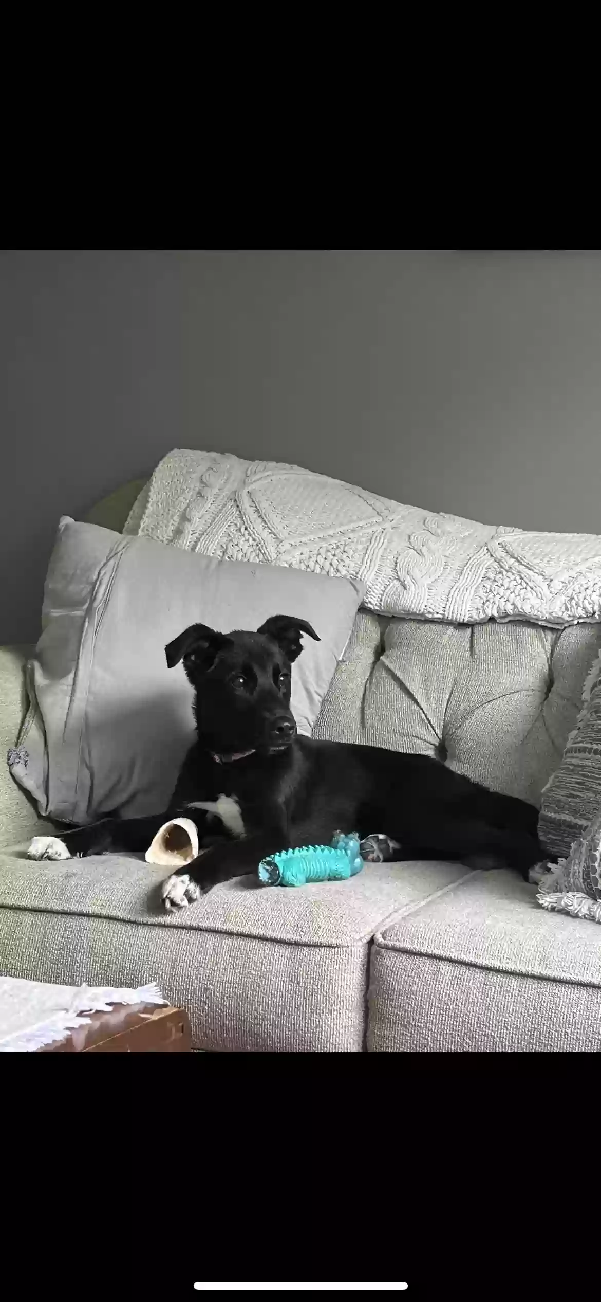/lostandfound/images/lnfpets/original/164064_photo.webp