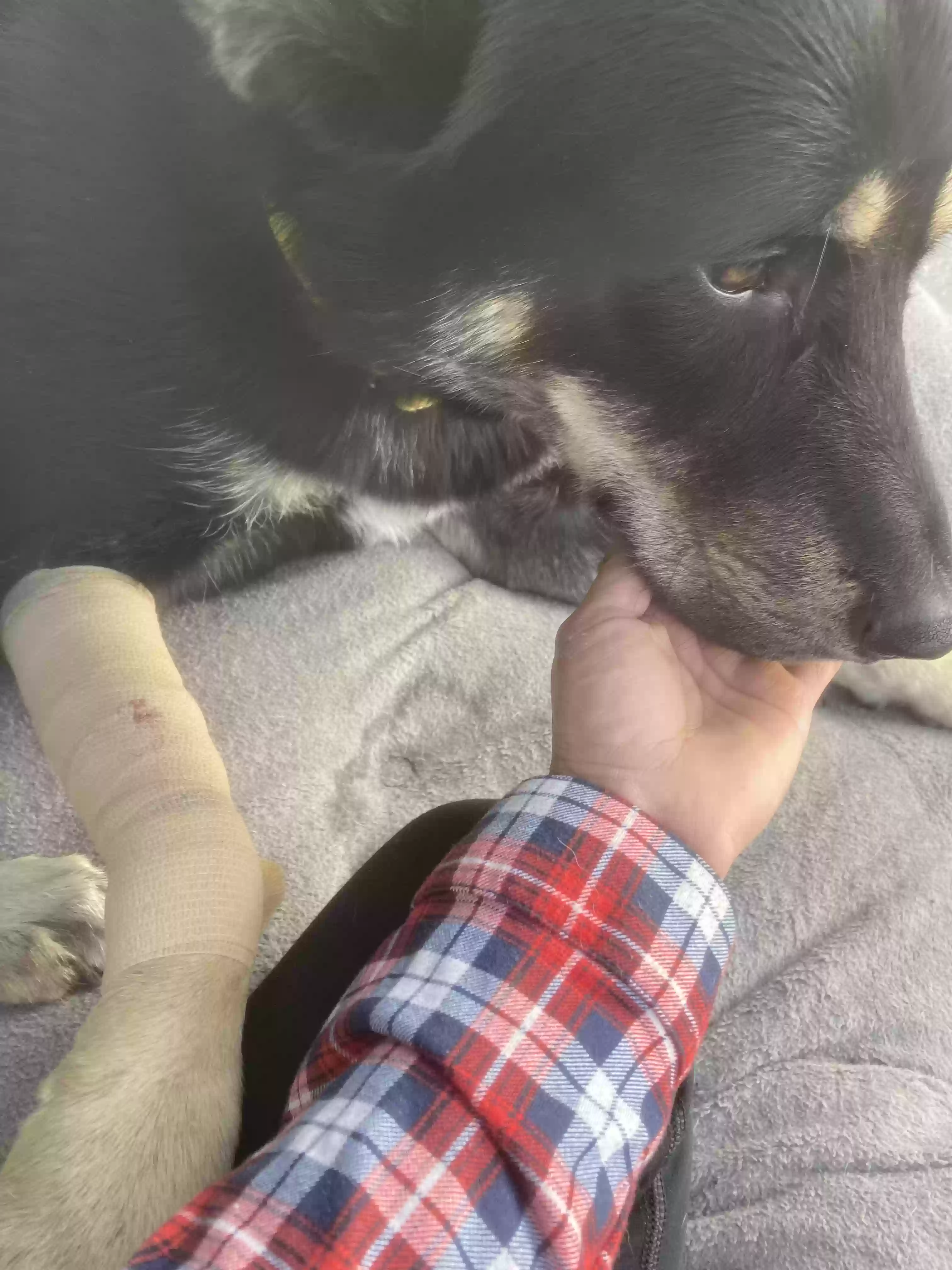/lostandfound/images/lnfpets/original/164115_photo.webp