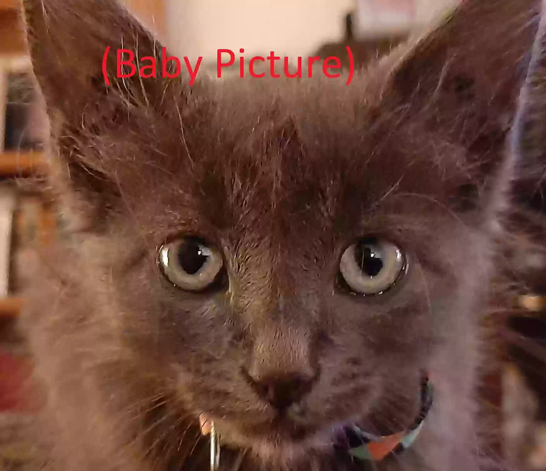 /lostandfound/images/lnfpets/original/164157_photo.webp