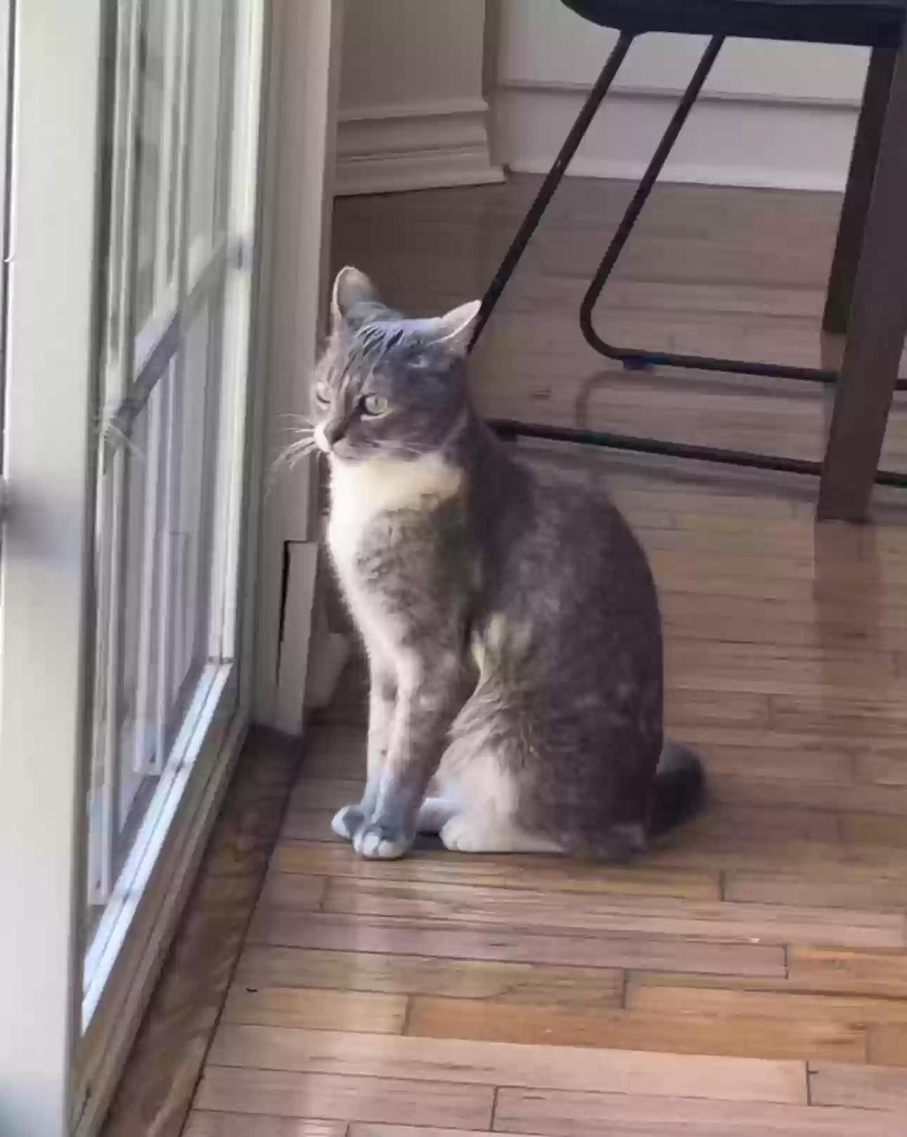 /lostandfound/images/lnfpets/original/164172_photo.webp