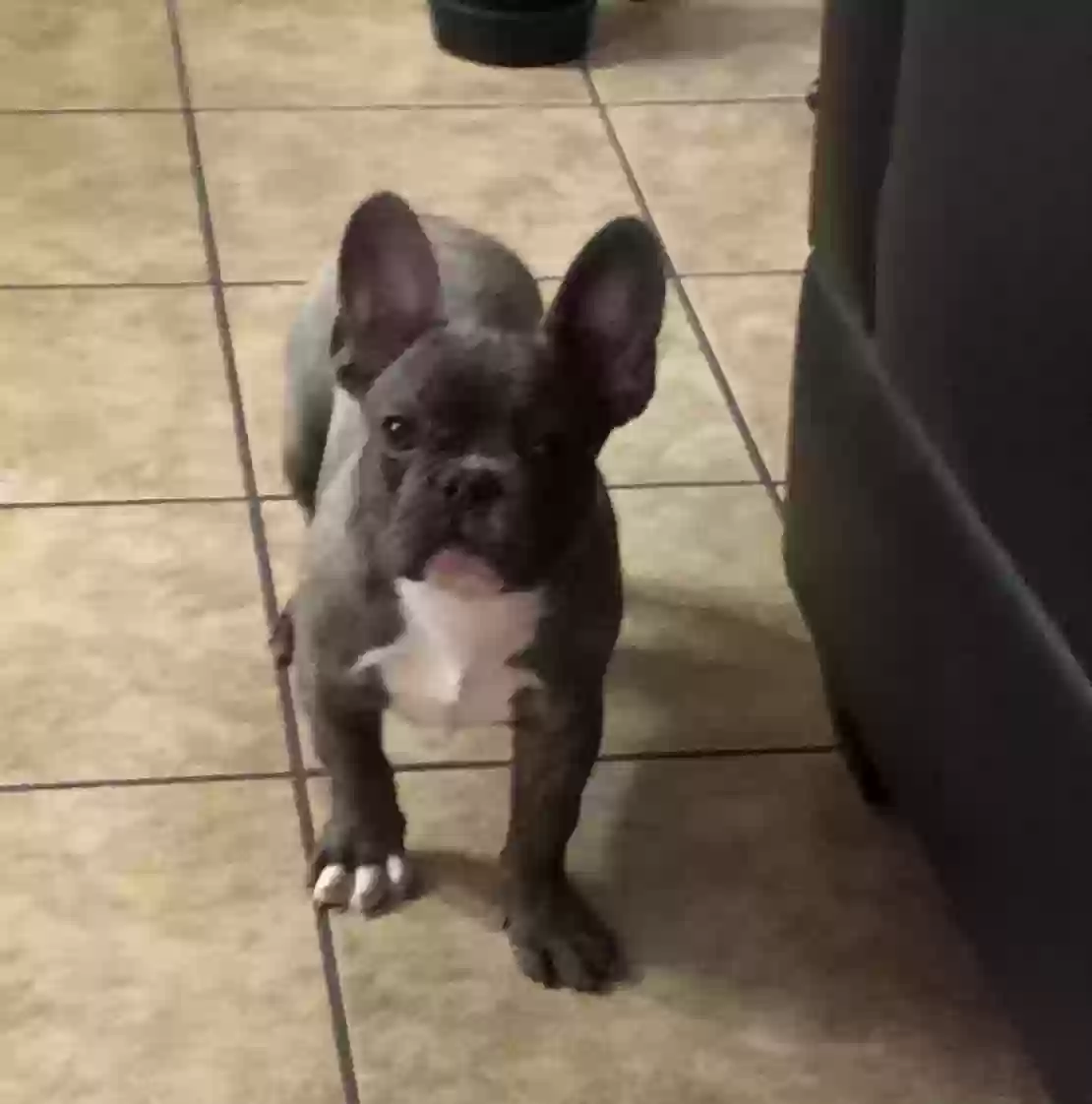 /lostandfound/images/lnfpets/original/164177_photo.webp