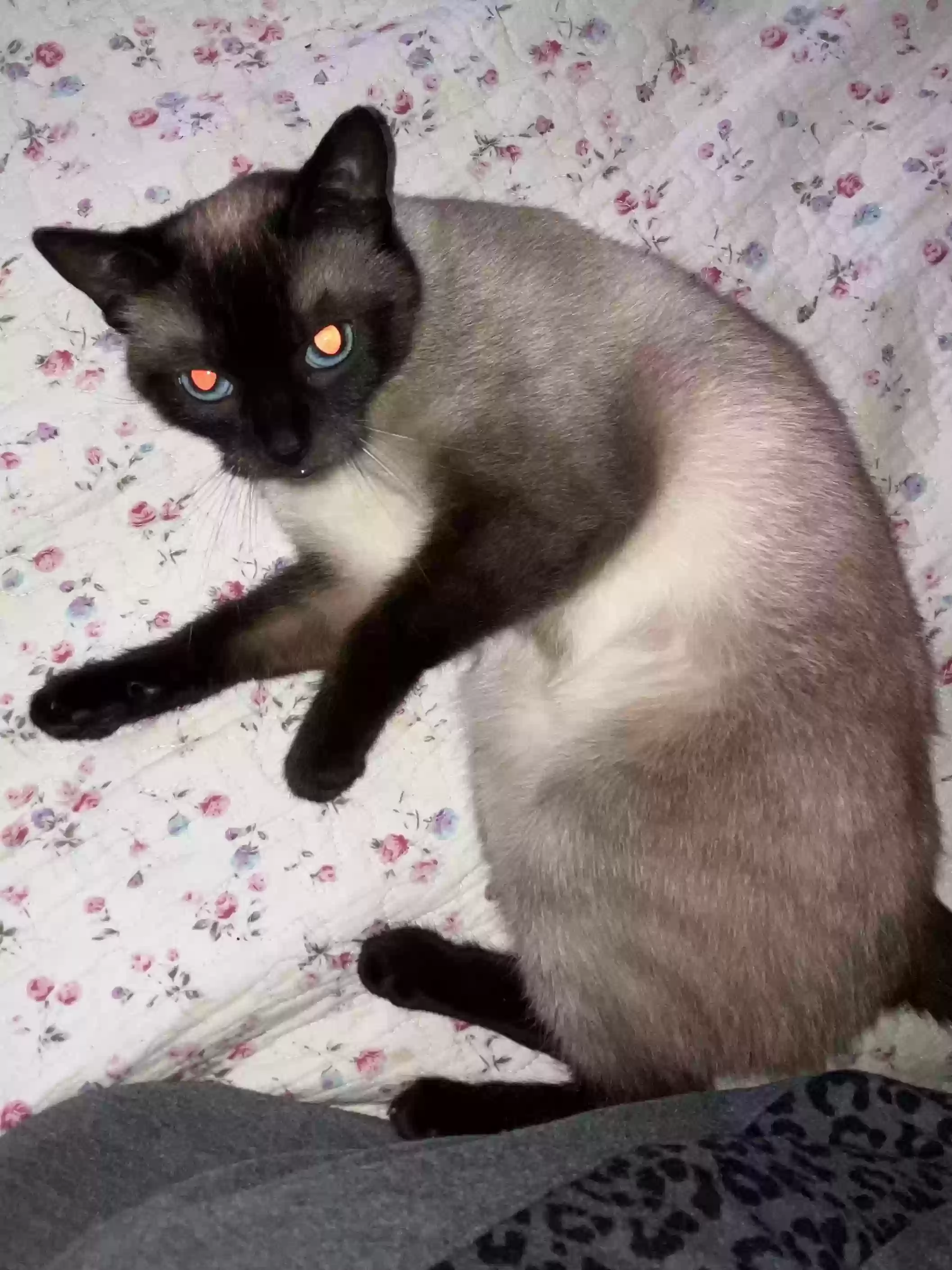/lostandfound/images/lnfpets/original/164287_photo.webp