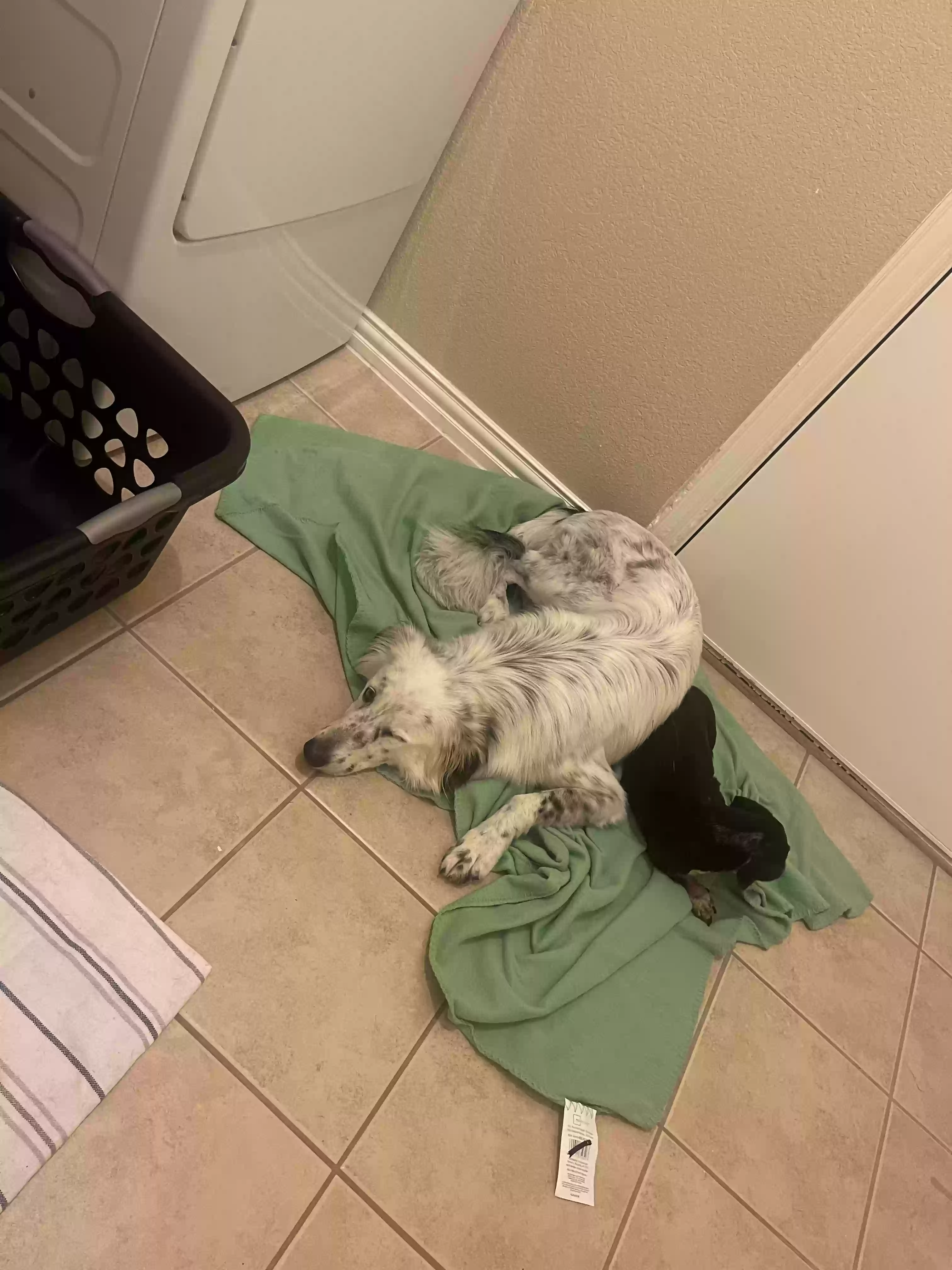 /lostandfound/images/lnfpets/original/164305_5800_IMG_3421.webp