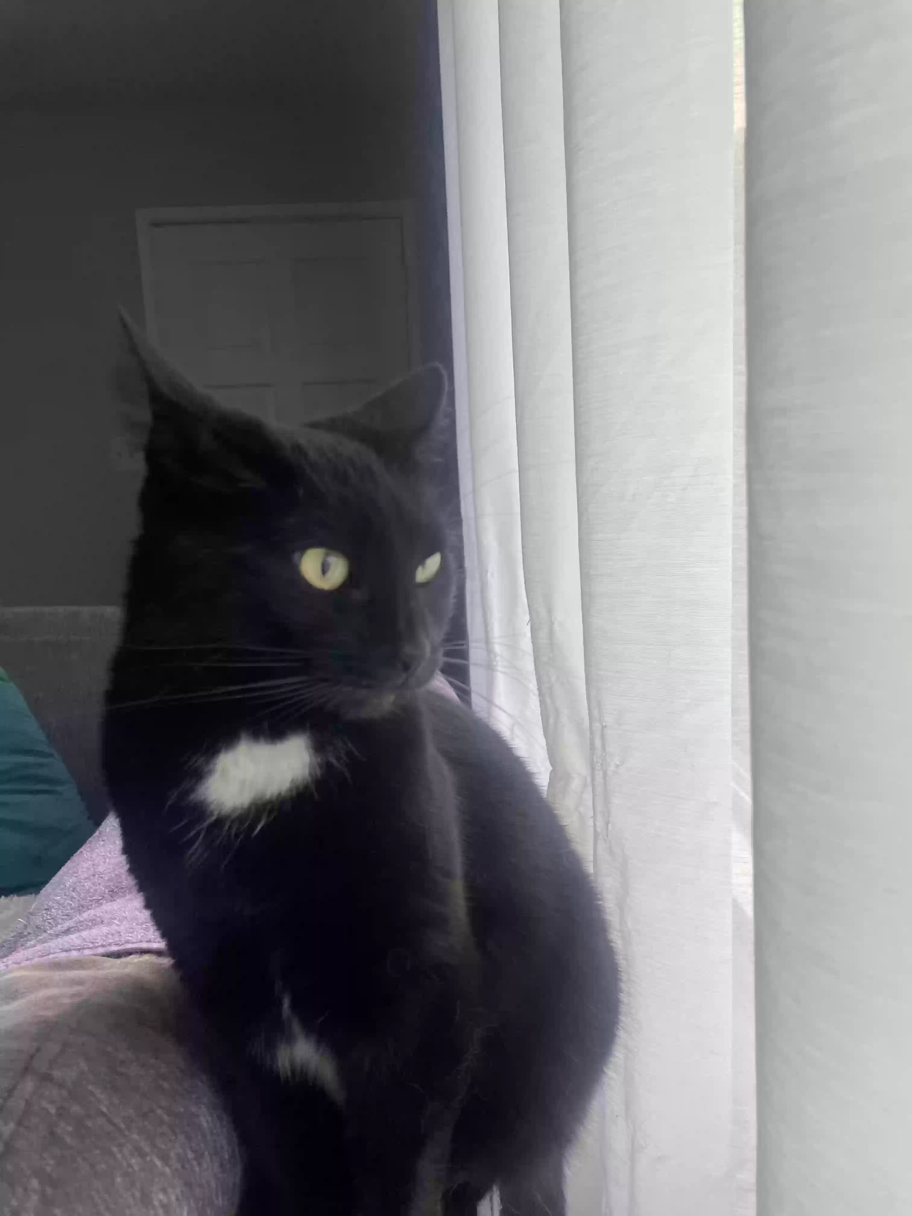 /lostandfound/images/lnfpets/original/164362_photo.webp