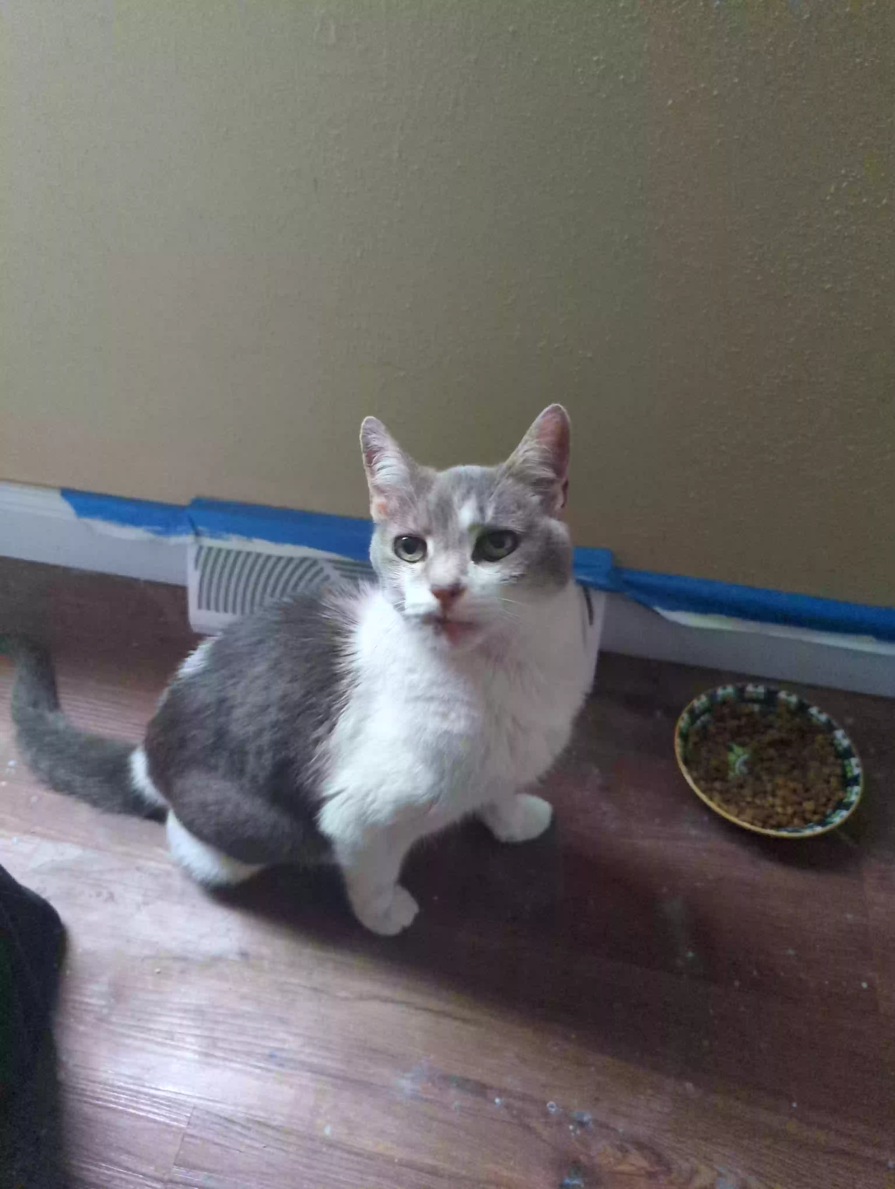 /lostandfound/images/lnfpets/original/164389_photo.webp