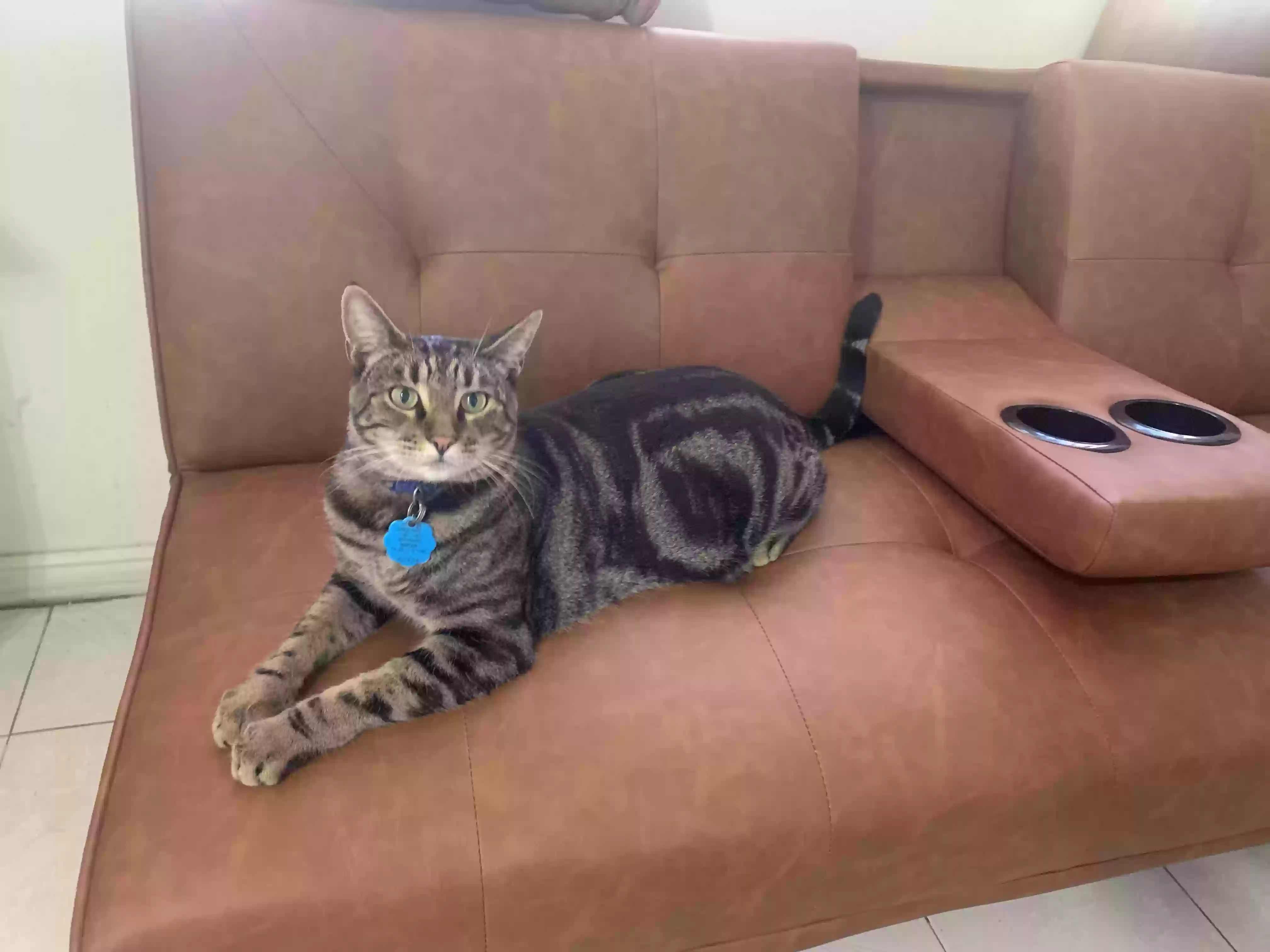 /lostandfound/images/lnfpets/original/164400_photo.webp