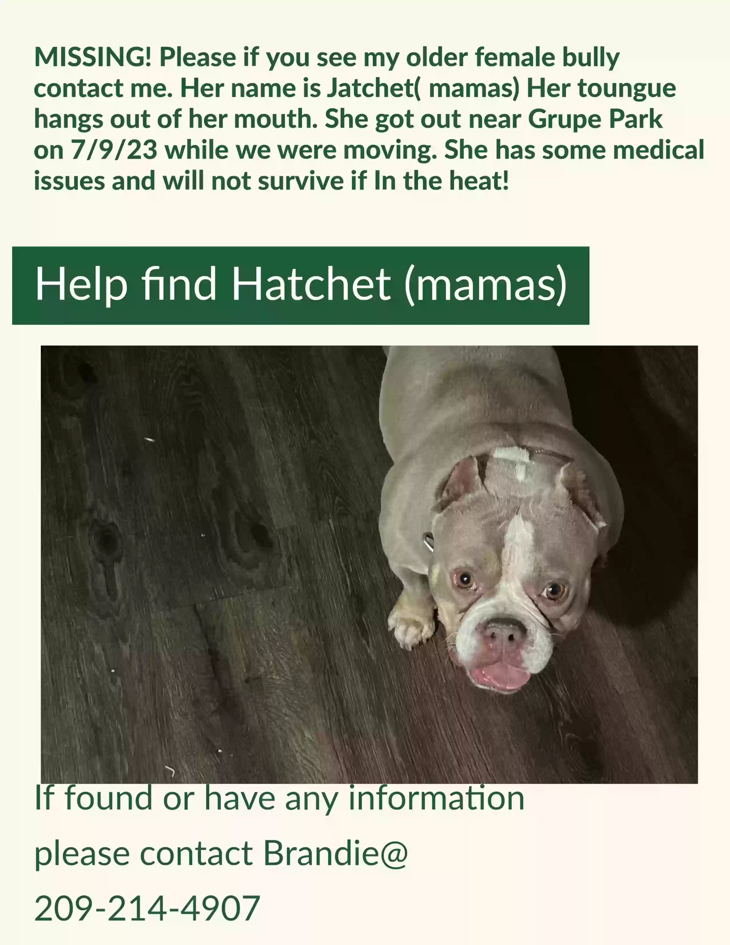 /lostandfound/images/lnfpets/original/164465_photo.webp