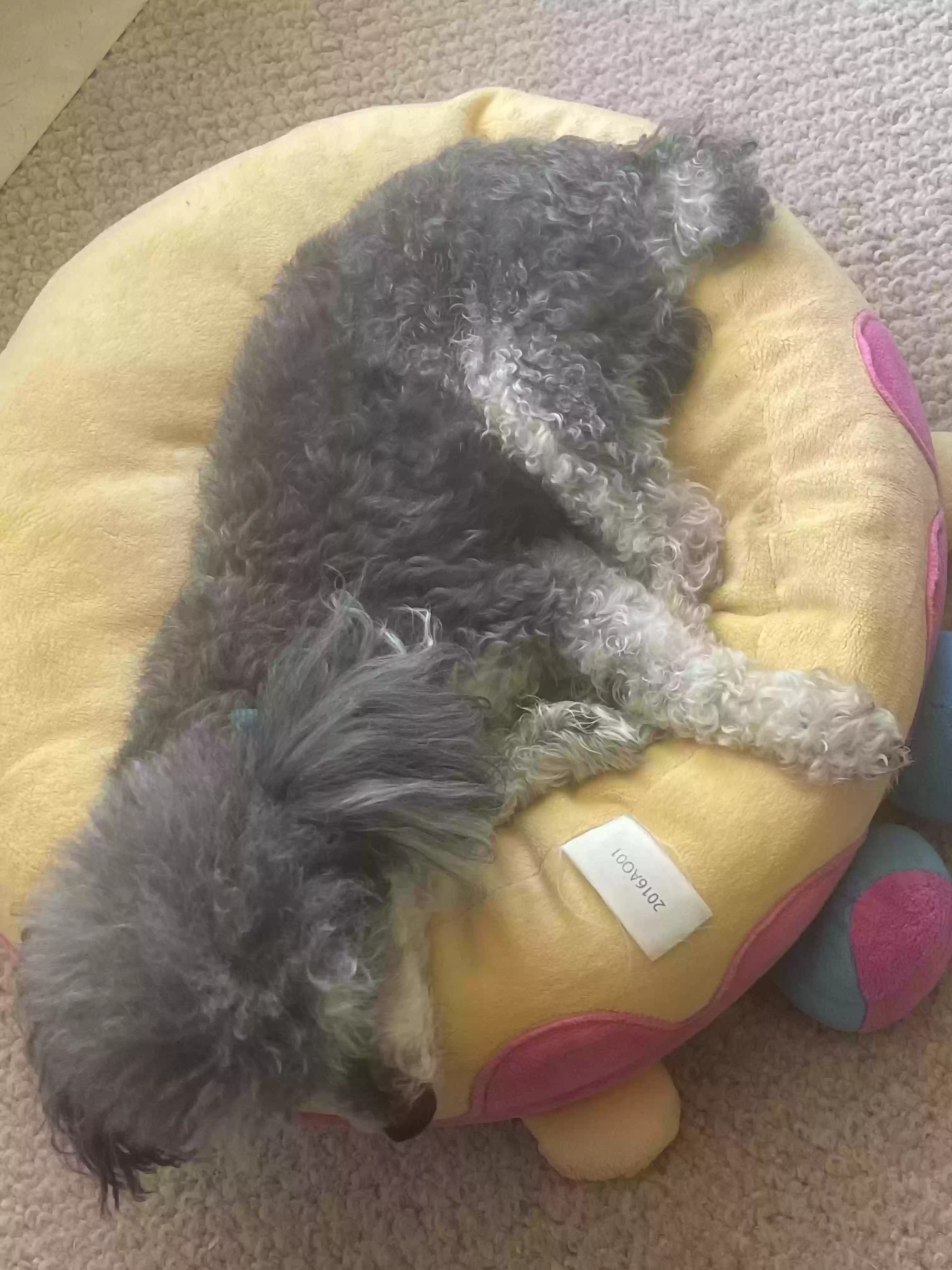 /lostandfound/images/lnfpets/original/164492_photo.webp