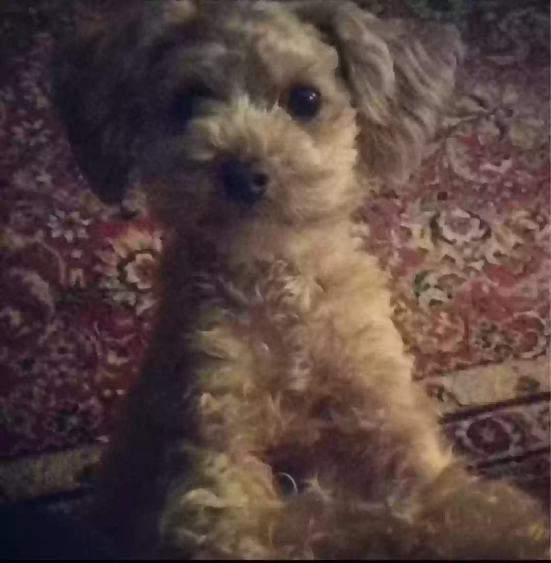 /lostandfound/images/lnfpets/original/164496_photo.webp