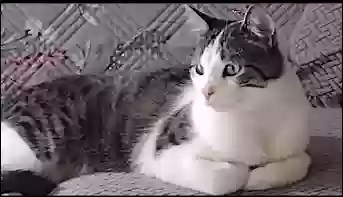 /lostandfound/images/lnfpets/original/164504_photo.webp