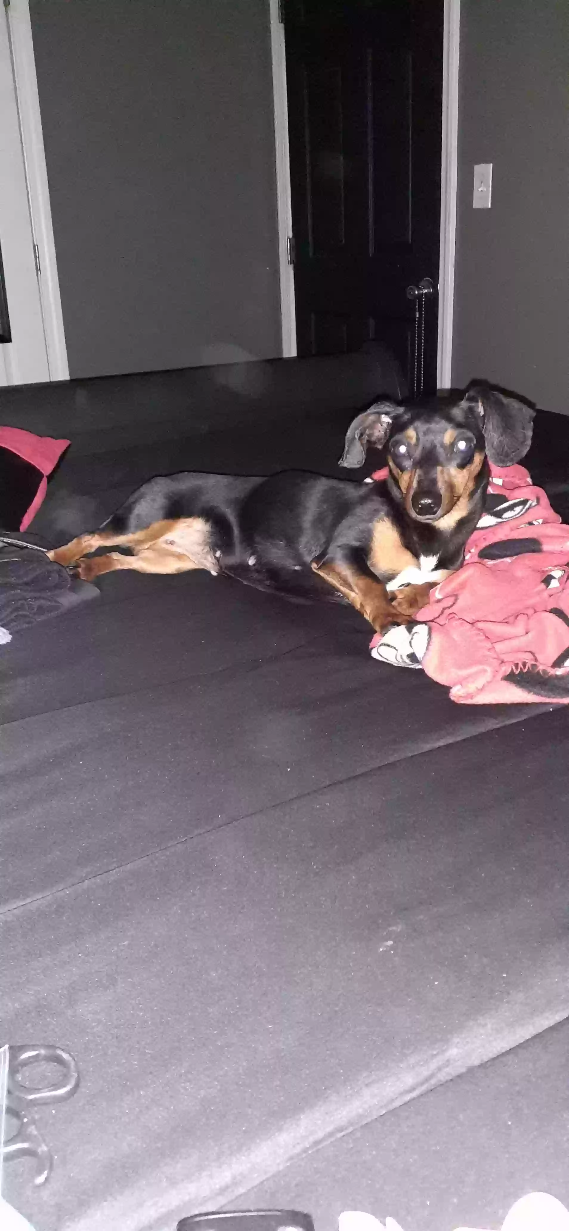 /lostandfound/images/lnfpets/original/164516_photo.webp