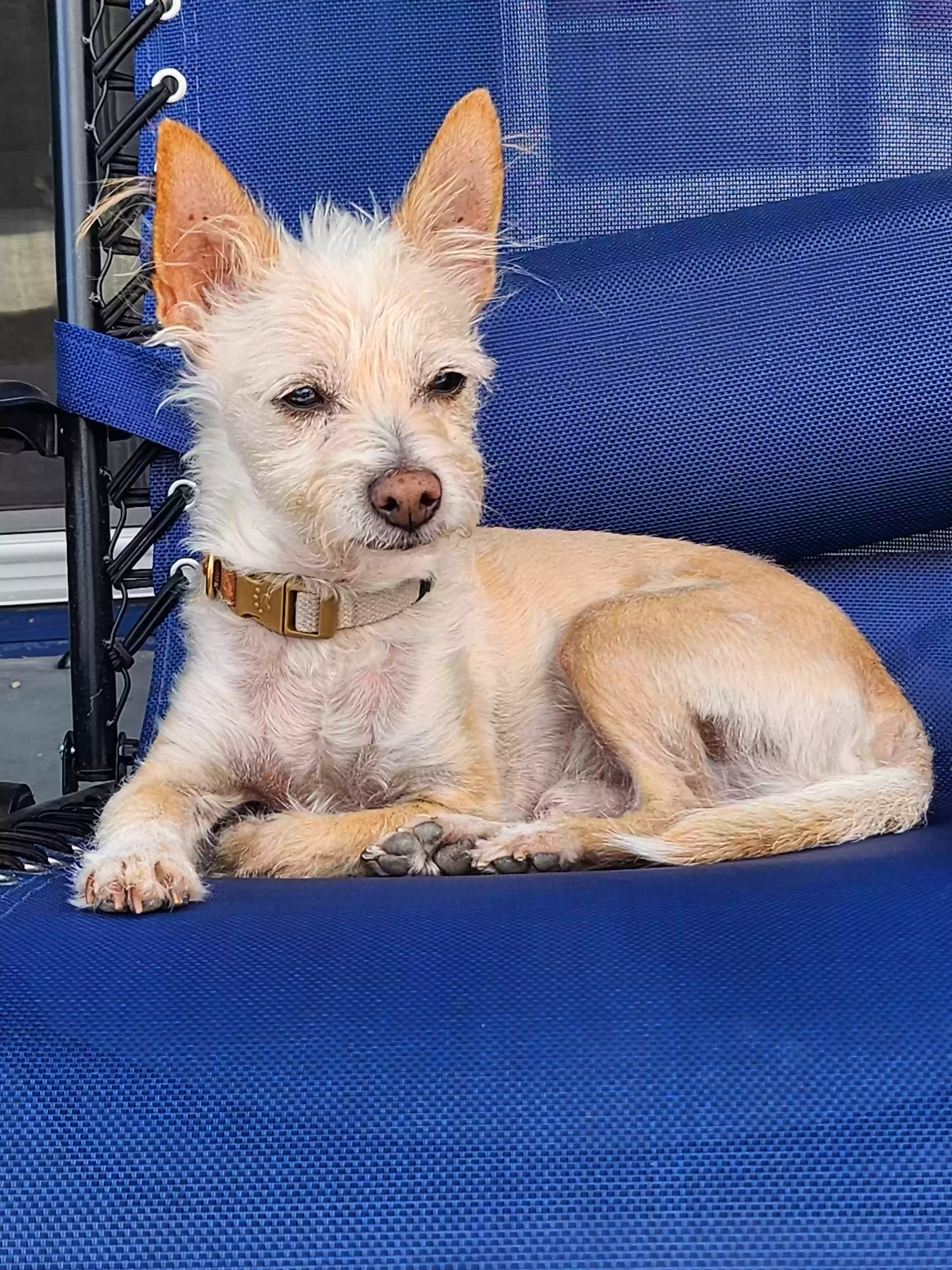 /lostandfound/images/lnfpets/original/164580_photo.webp