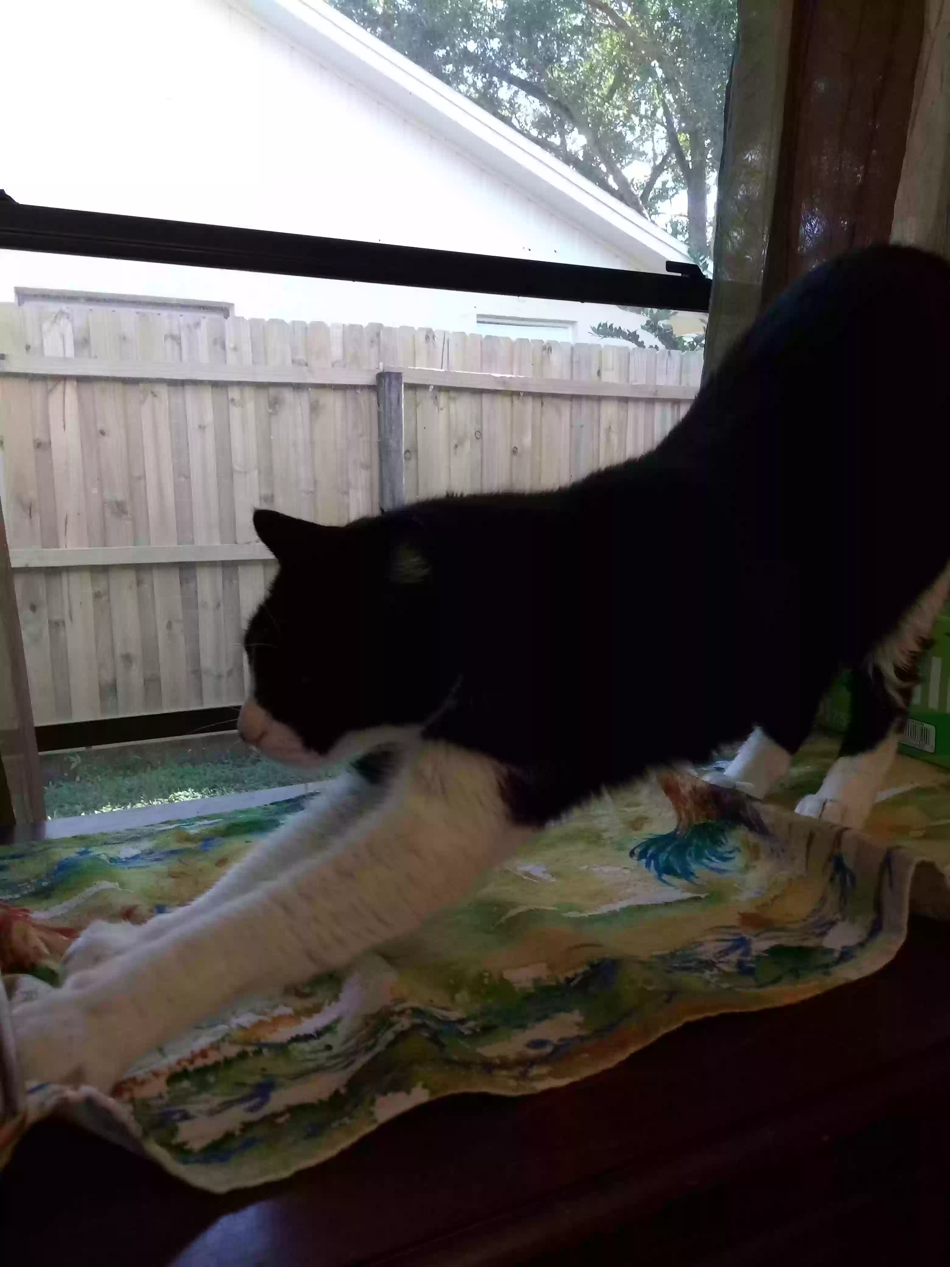 /lostandfound/images/lnfpets/original/164586_photo.webp
