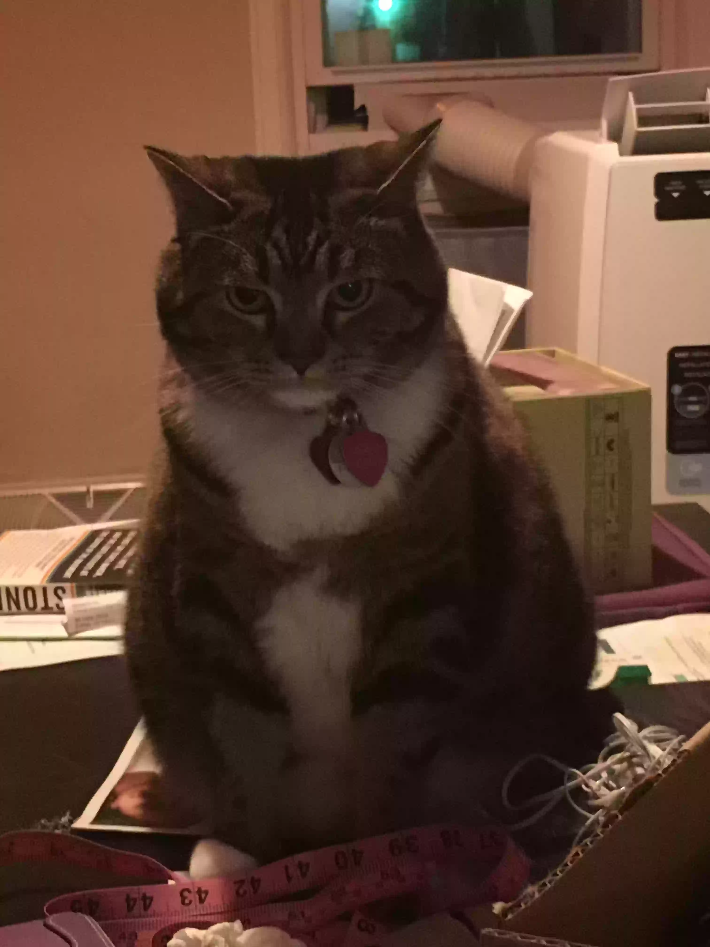 /lostandfound/images/lnfpets/original/164651_photo.webp