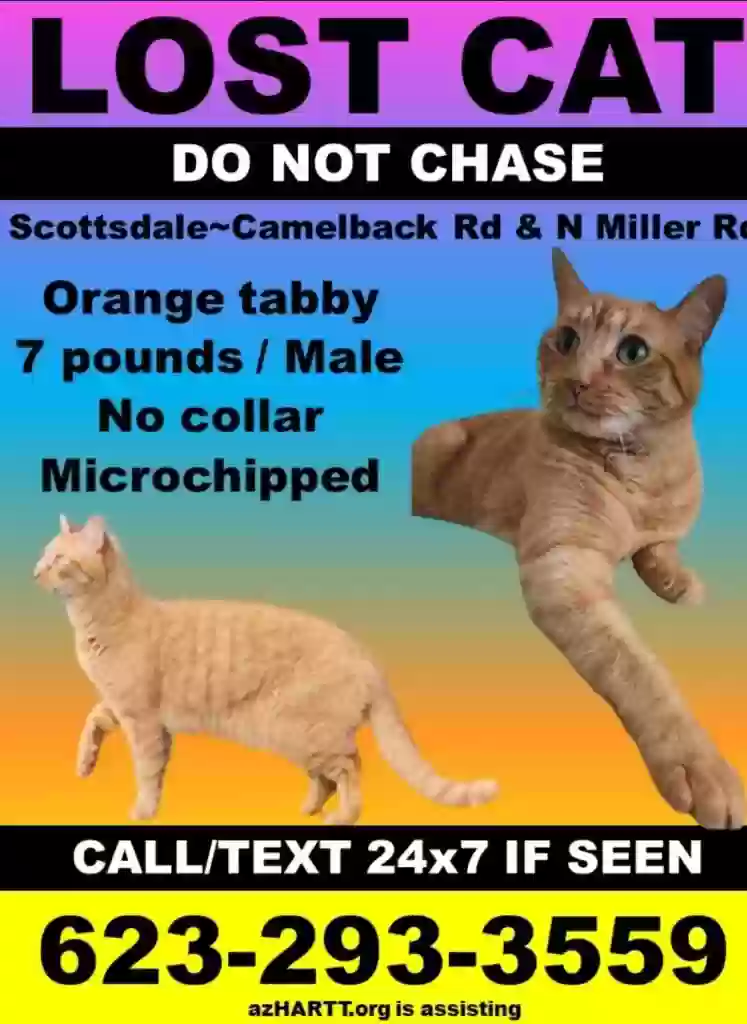 /lostandfound/images/lnfpets/original/164669_5133_Screensho(3).webp