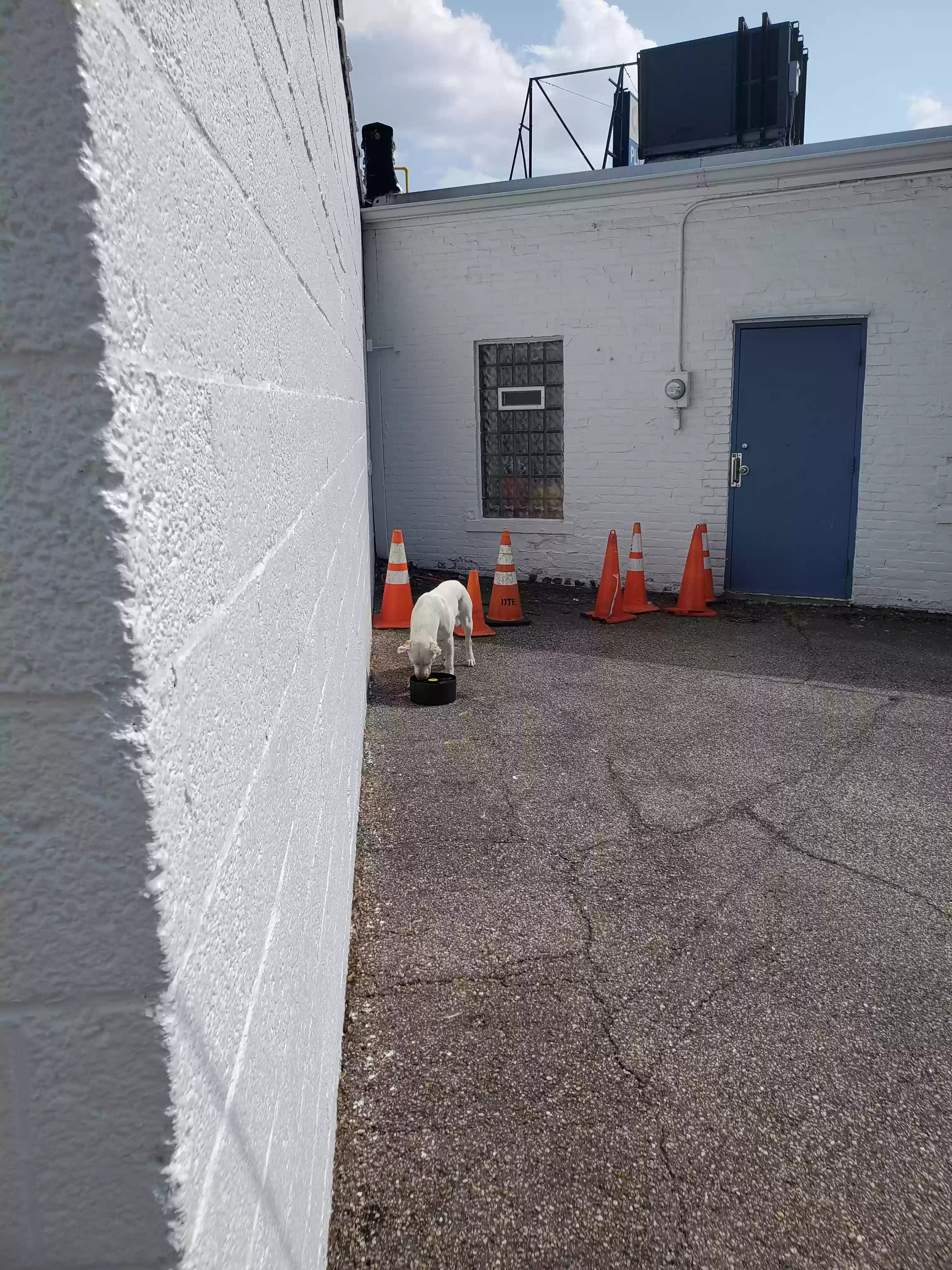 /lostandfound/images/lnfpets/original/164814_photo.webp