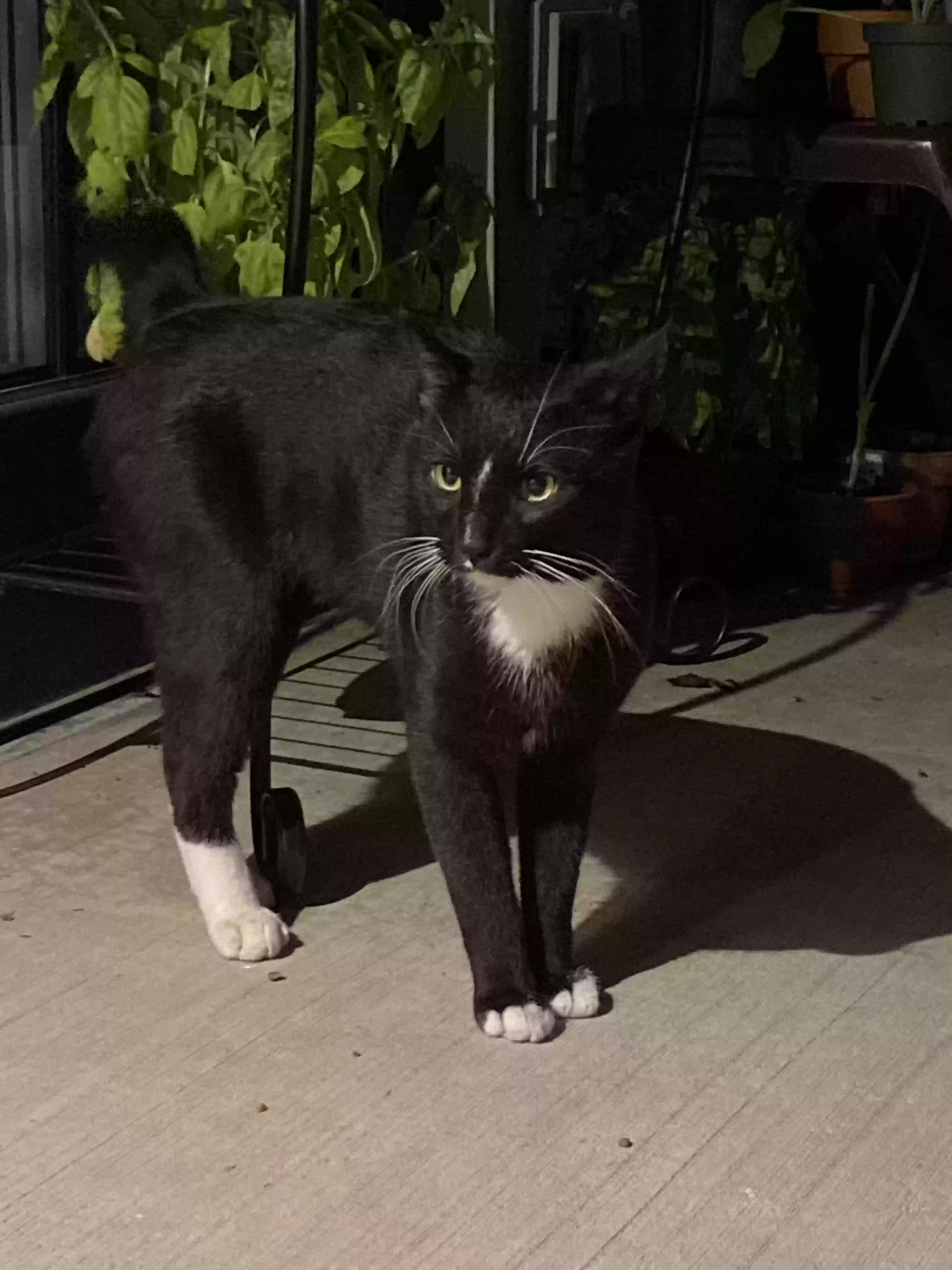 /lostandfound/images/lnfpets/original/164841_photo.webp