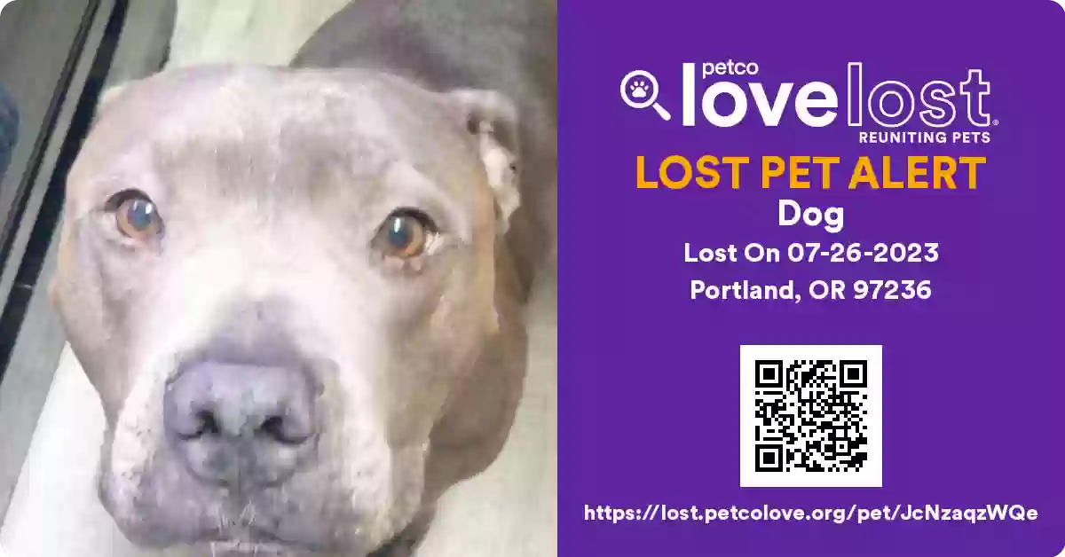 /lostandfound/images/lnfpets/original/164854_photo.webp