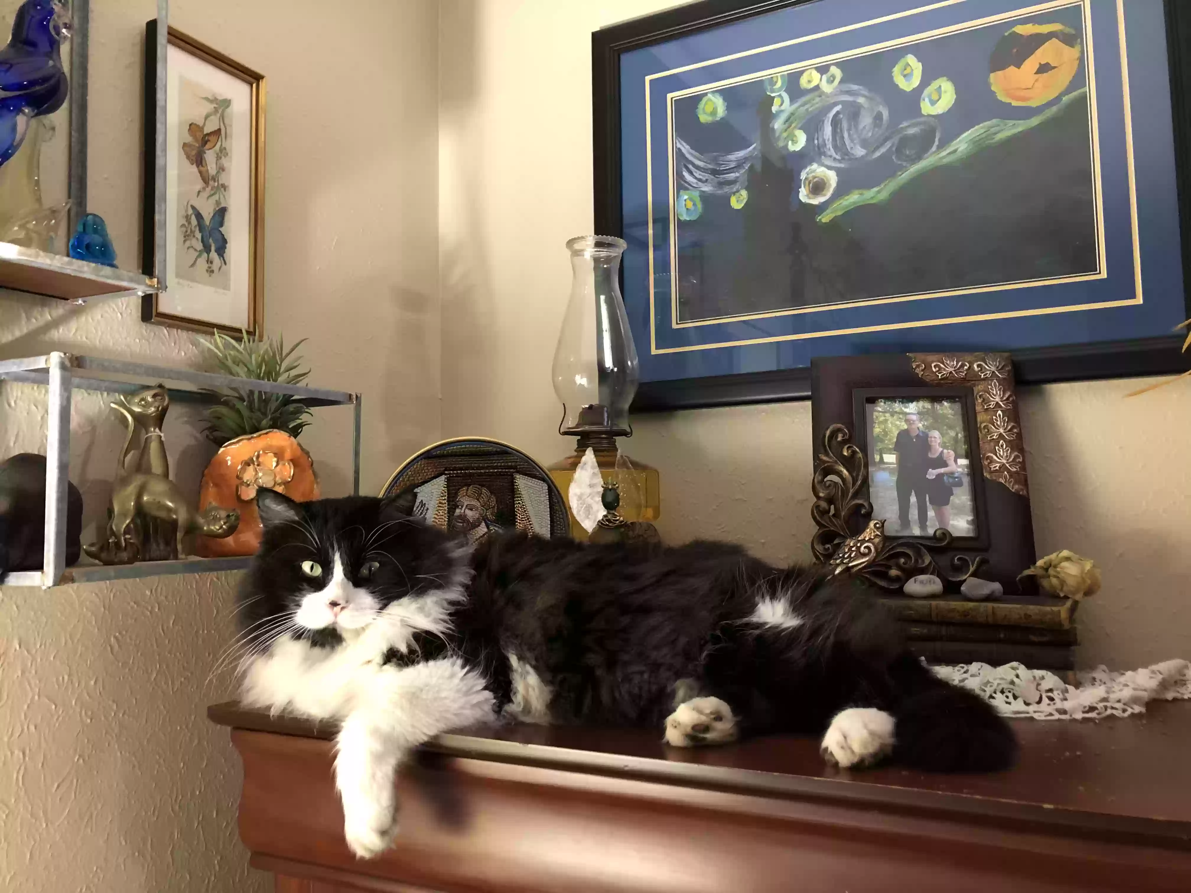 /lostandfound/images/lnfpets/original/164927_photo.webp