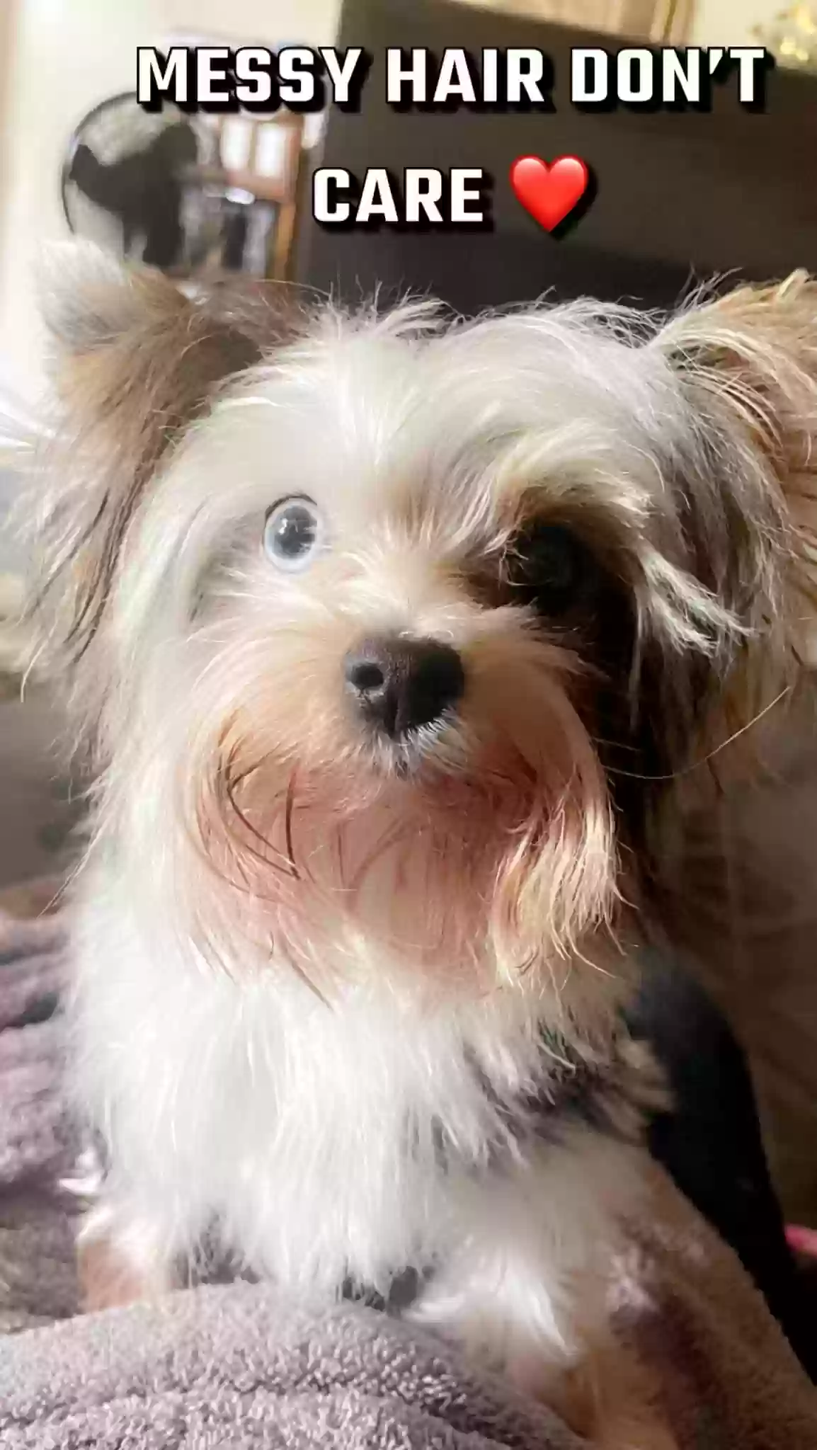 /lostandfound/images/lnfpets/original/165096_photo.webp