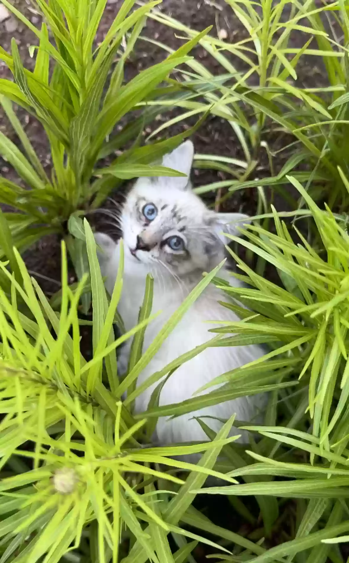 /lostandfound/images/lnfpets/original/165117_photo.webp