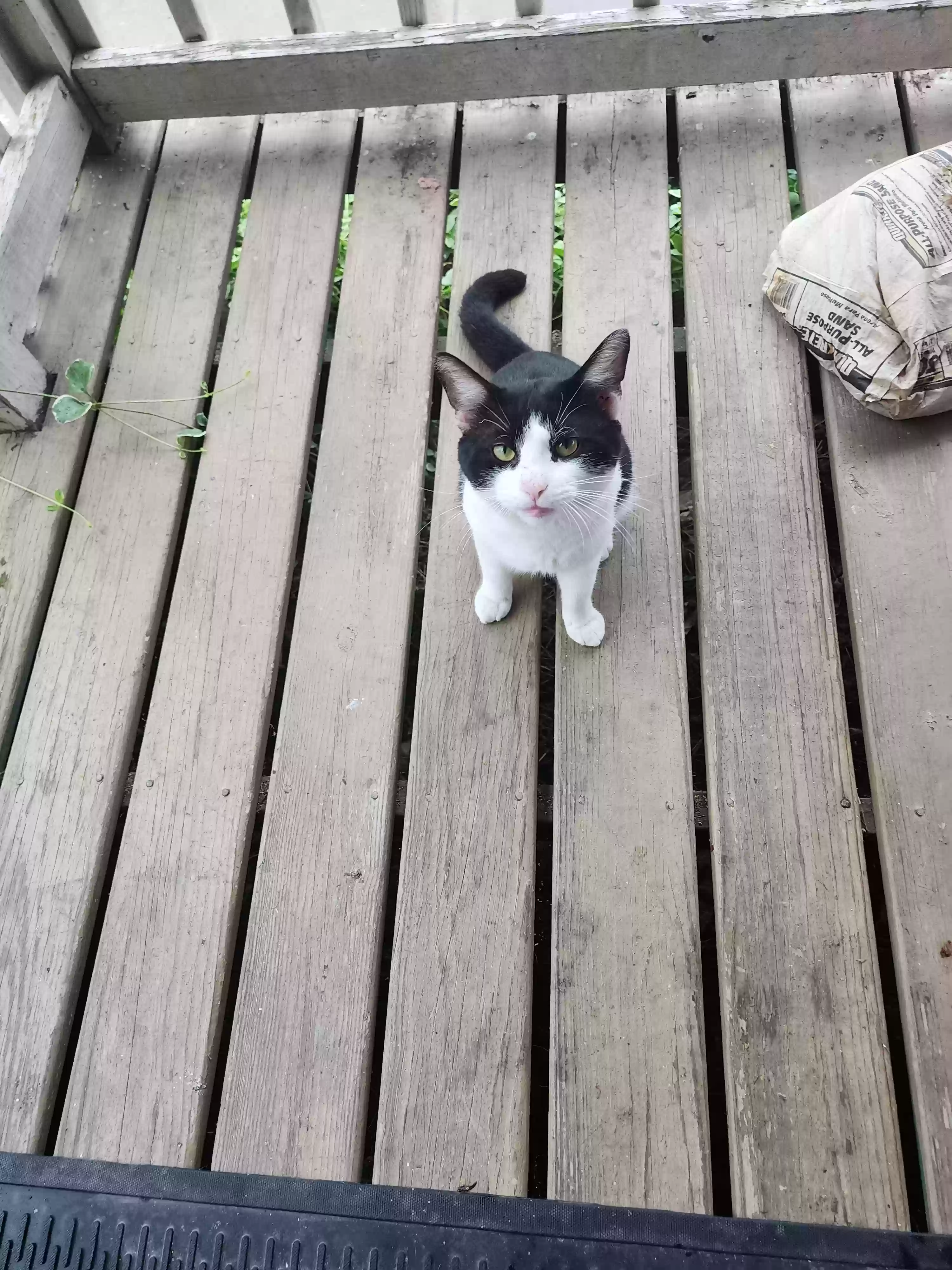 /lostandfound/images/lnfpets/original/165129_photo.webp