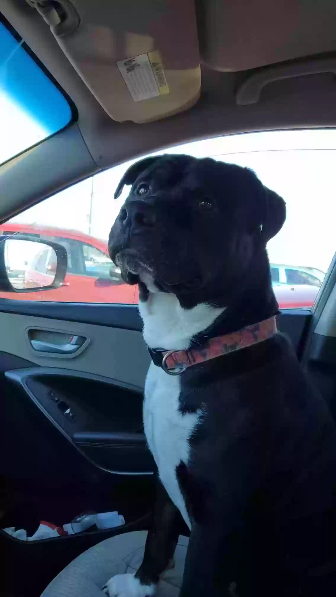 /lostandfound/images/lnfpets/original/165130_photo.webp