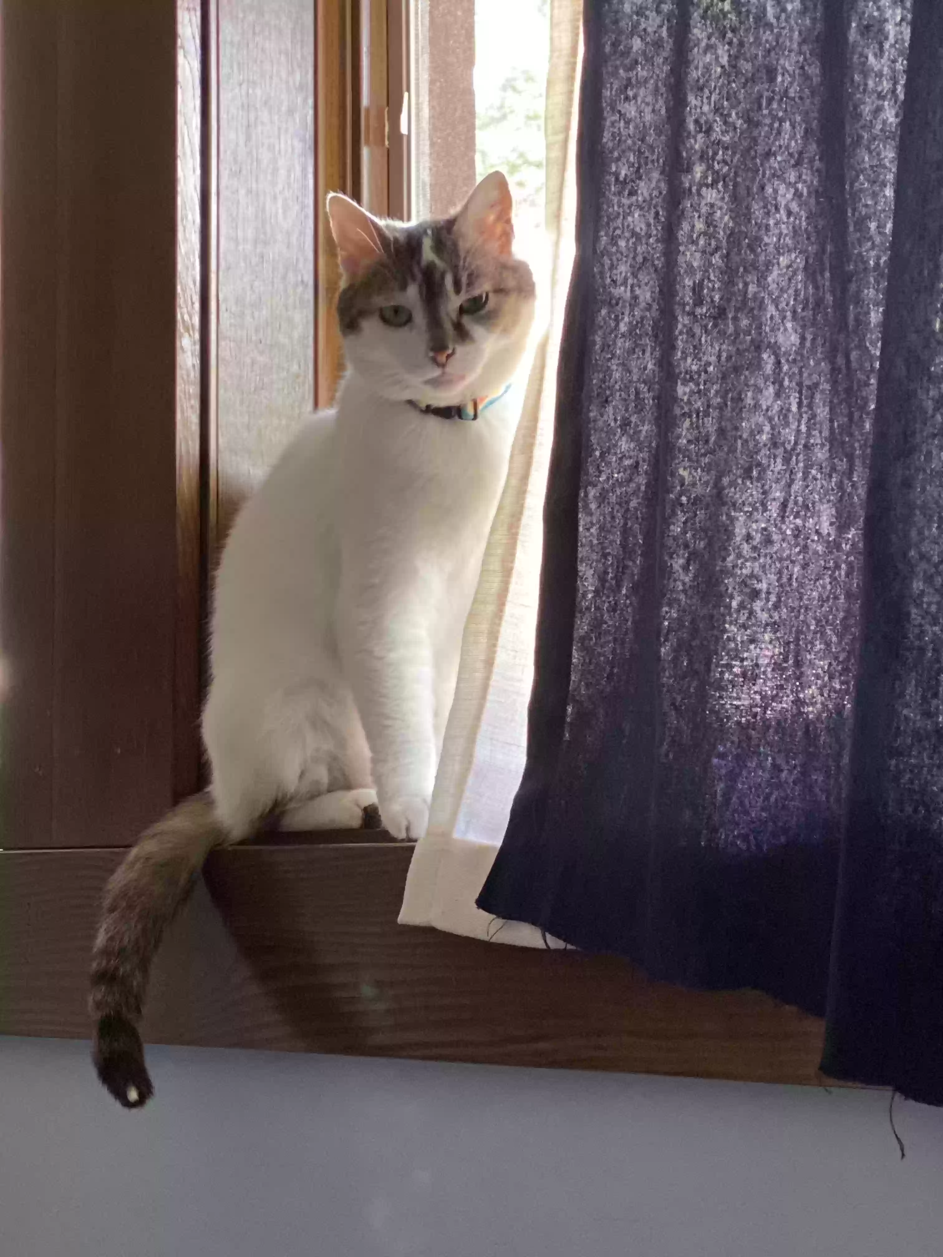 /lostandfound/images/lnfpets/original/165199_photo.webp