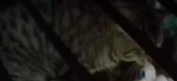 /lostandfound/images/lnfpets/original/165230_photo.webp