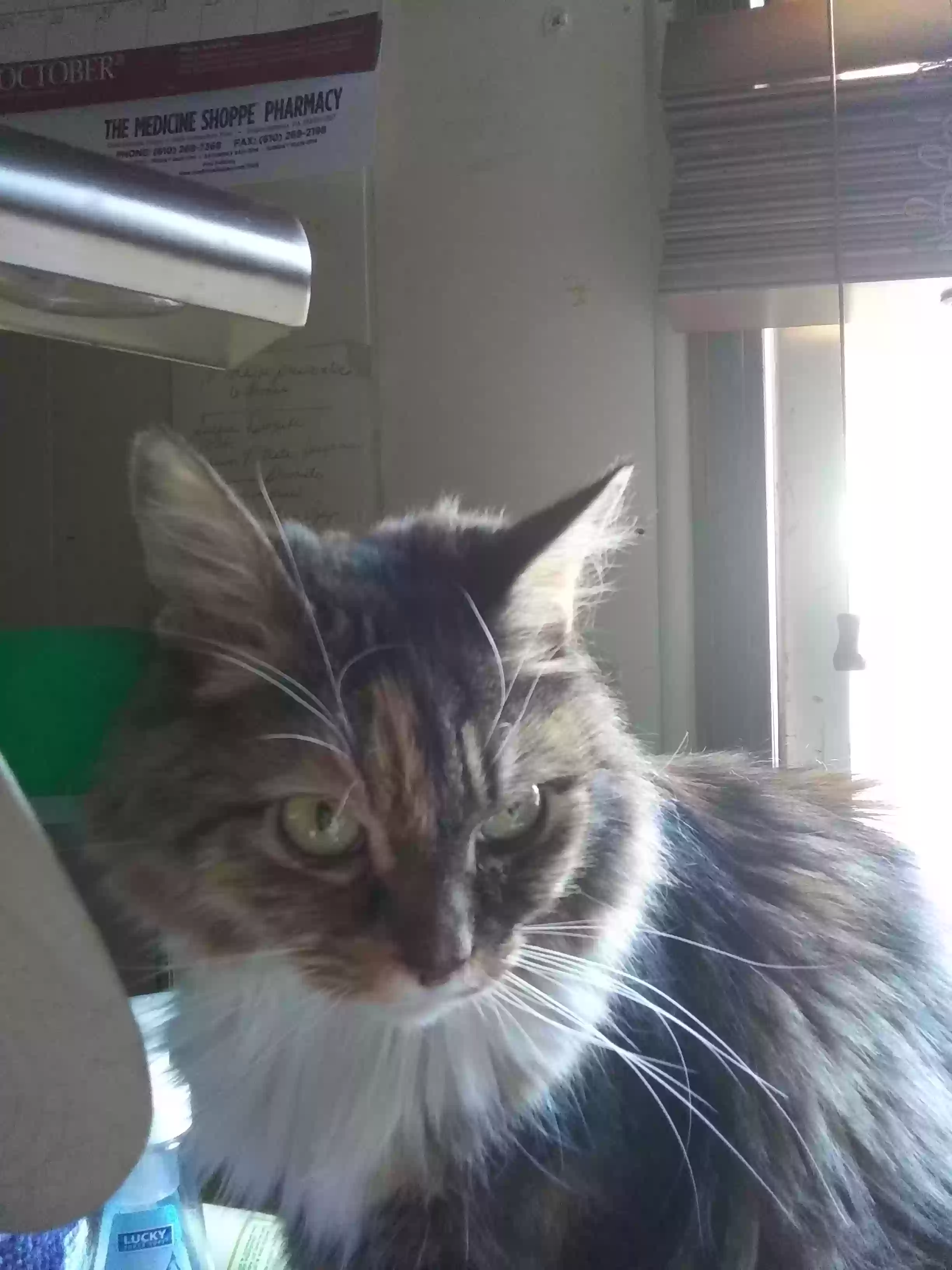 /lostandfound/images/lnfpets/original/165296_photo.webp