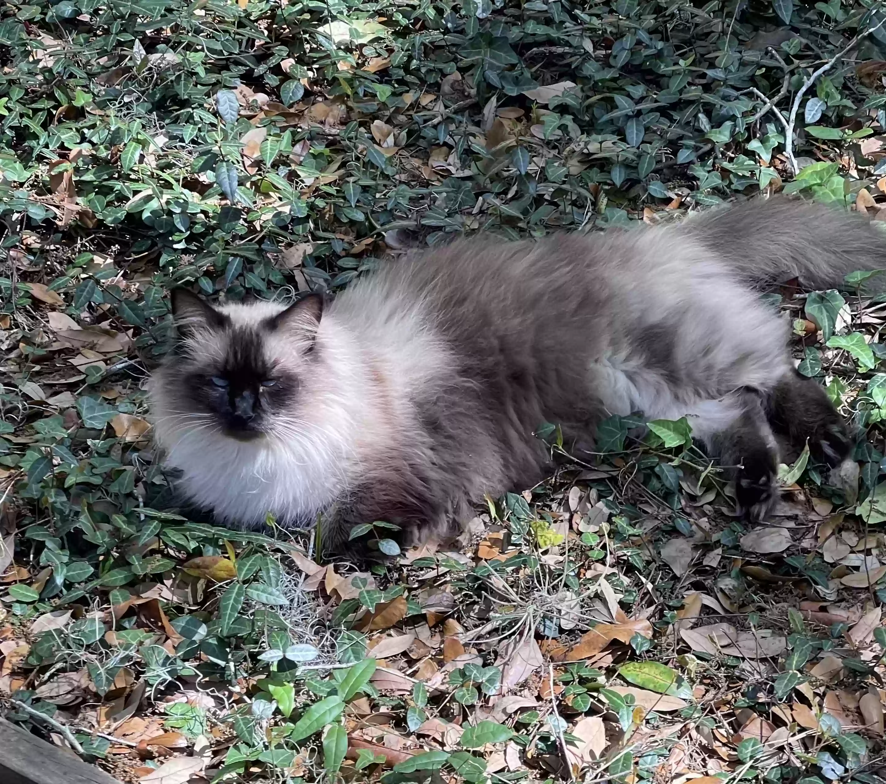/lostandfound/images/lnfpets/original/165343_photo.webp