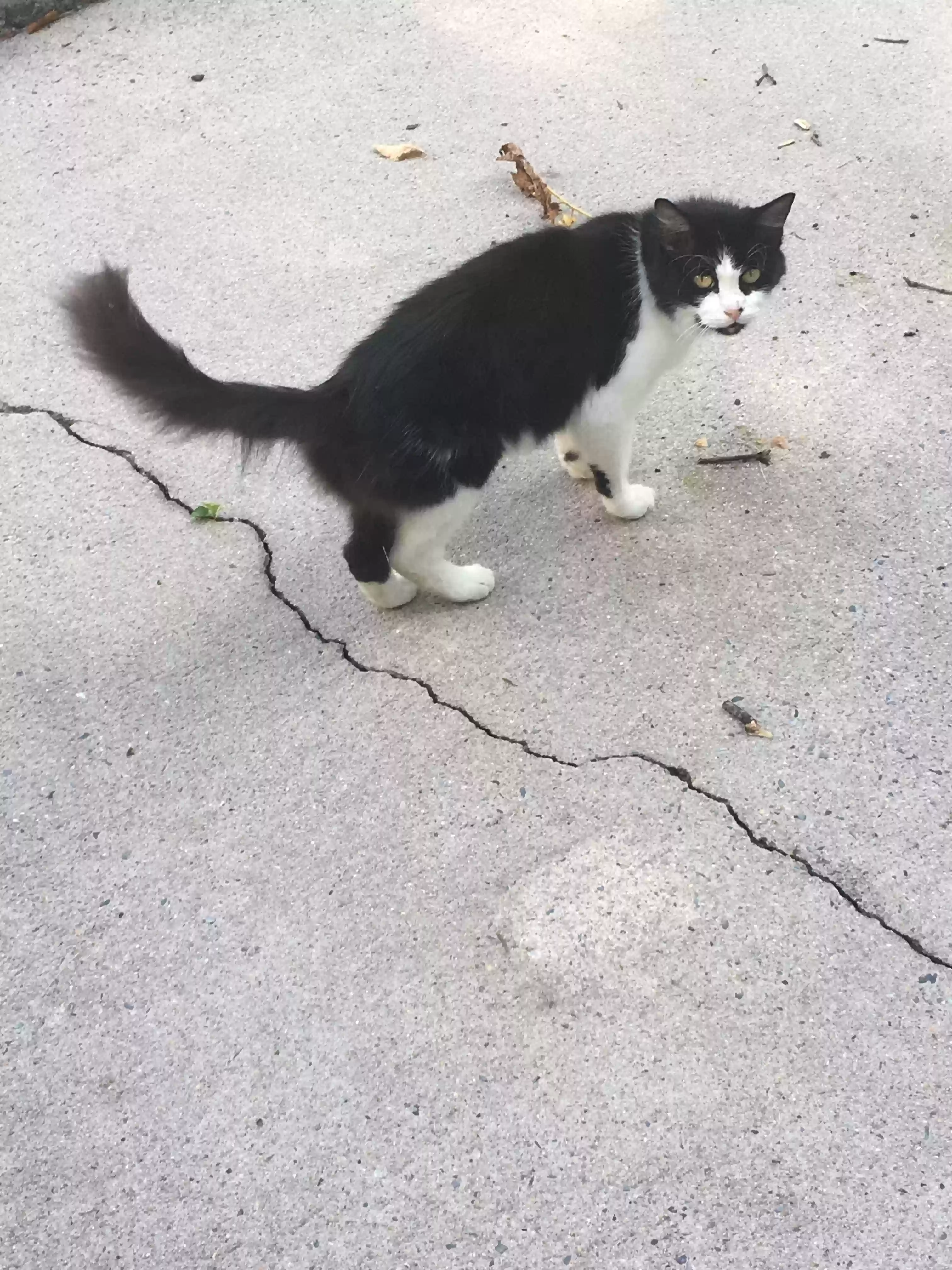 /lostandfound/images/lnfpets/original/165358_photo.webp