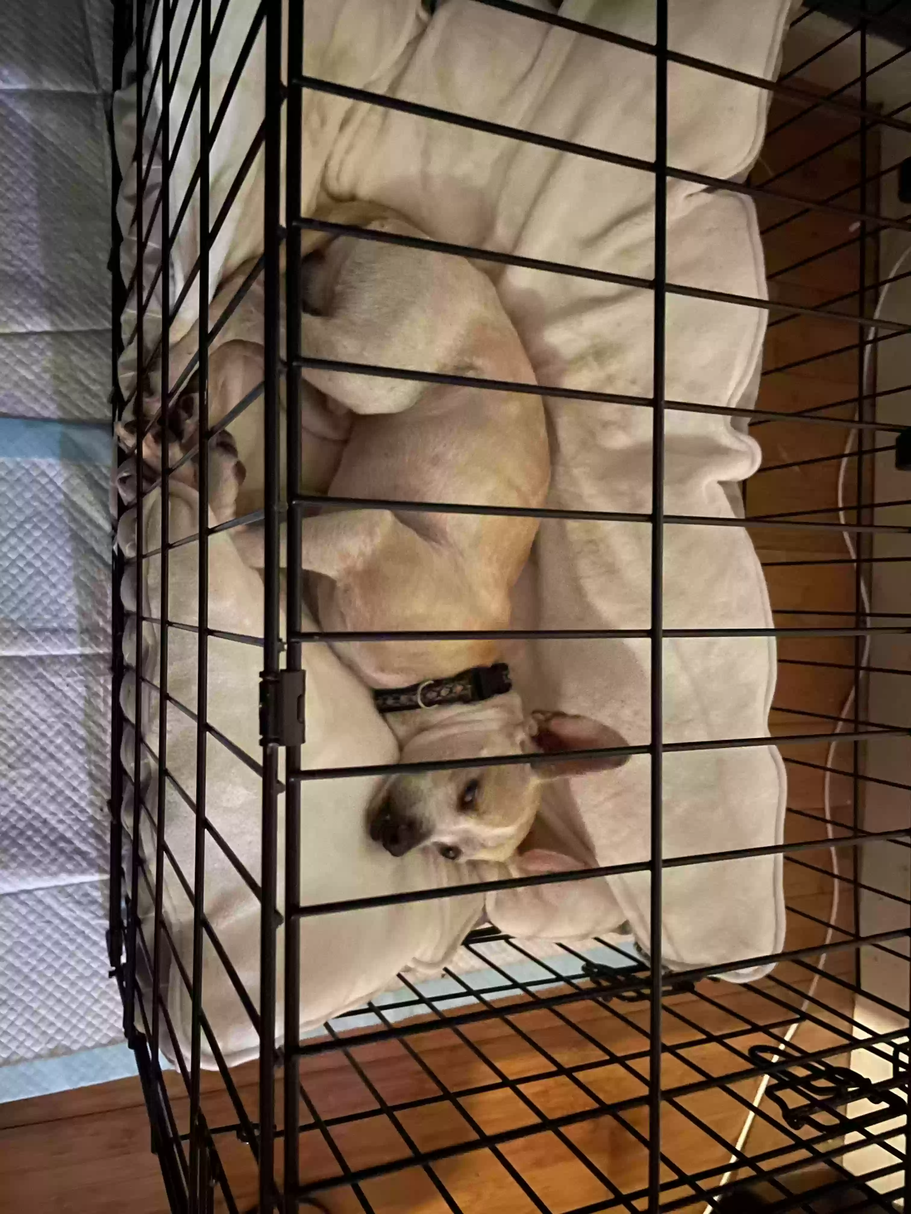 /lostandfound/images/lnfpets/original/165440_photo.webp