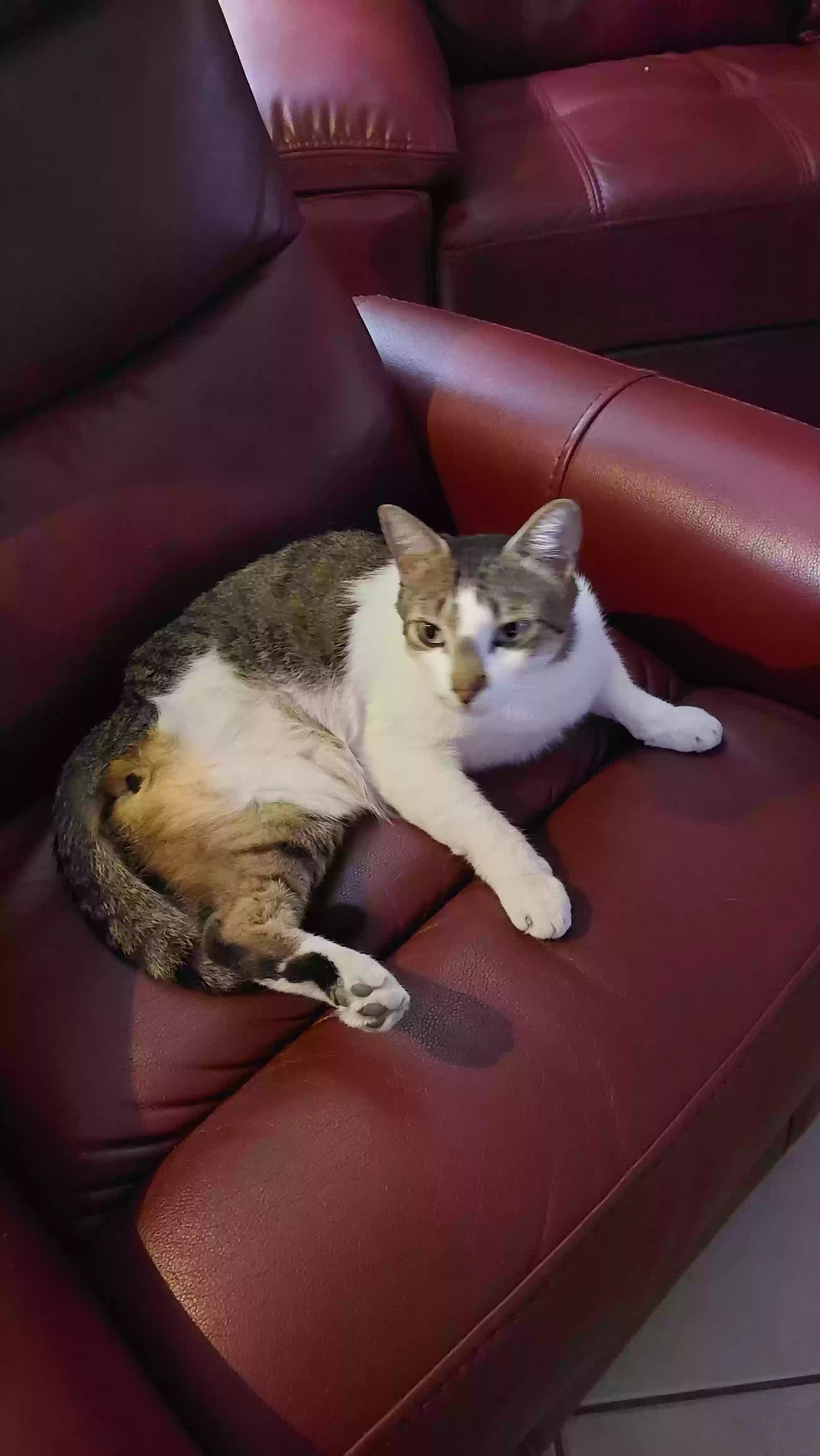 /lostandfound/images/lnfpets/original/165516_9479_20220608_180155.webp