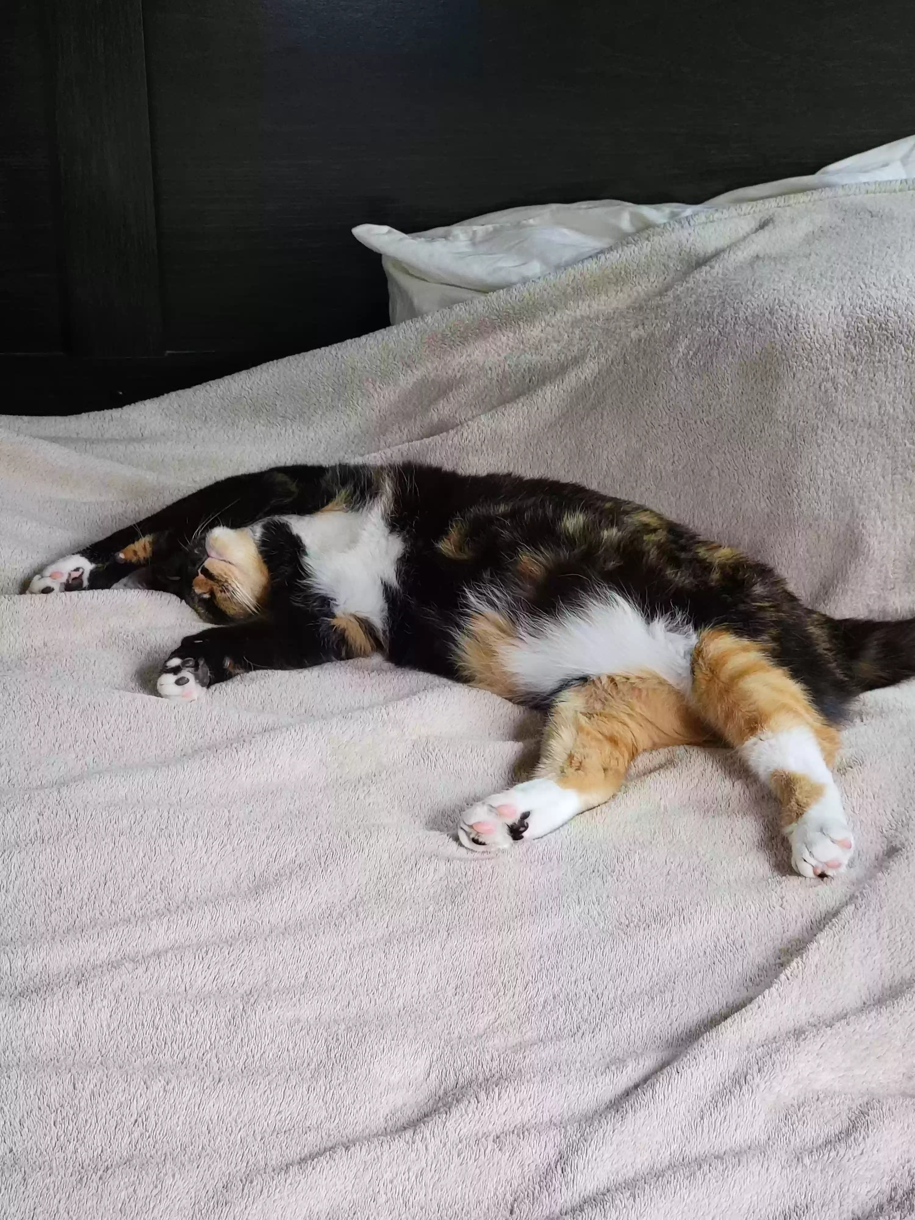 /lostandfound/images/lnfpets/original/165524_photo.webp