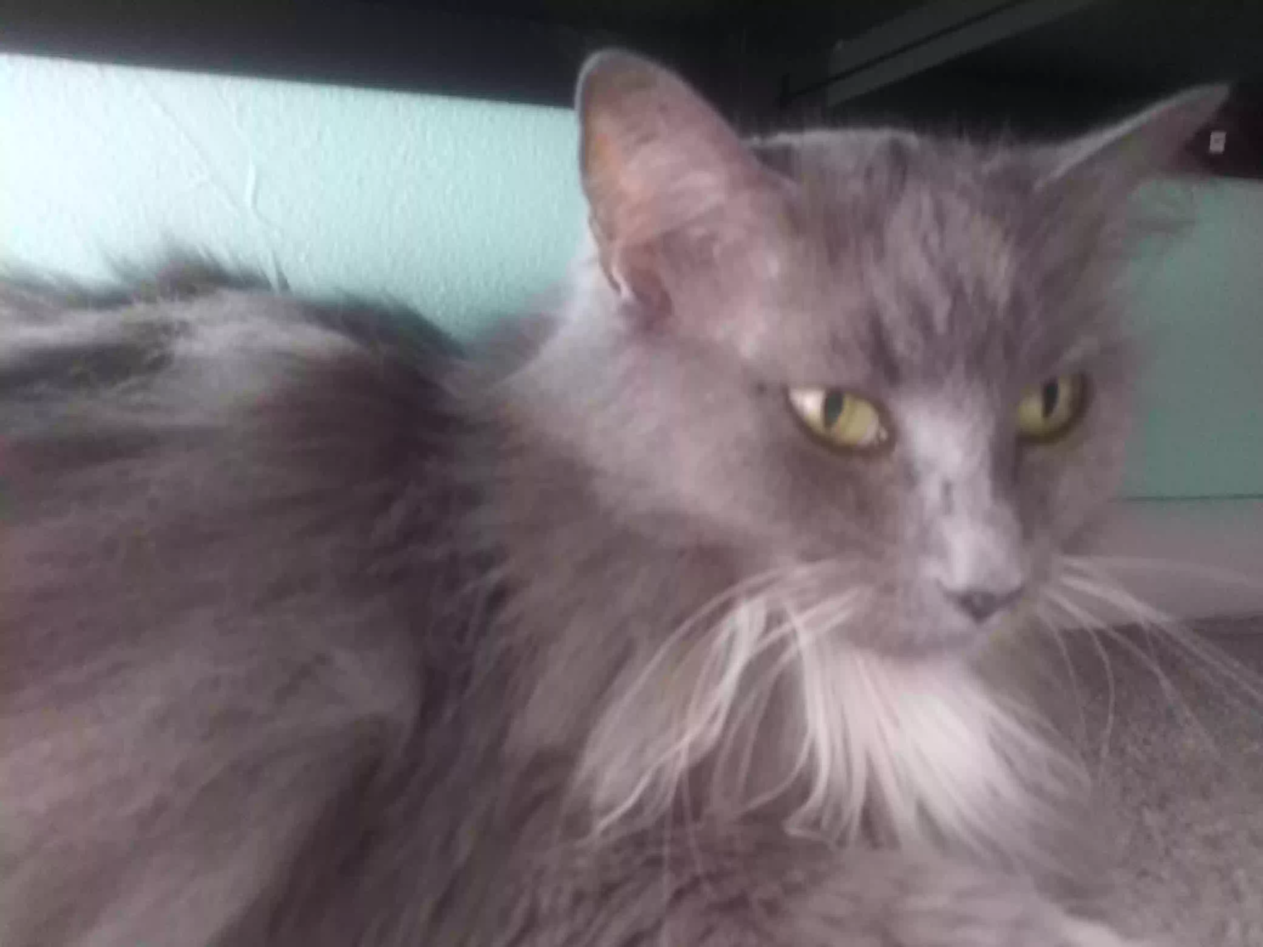 /lostandfound/images/lnfpets/original/165564_photo.webp