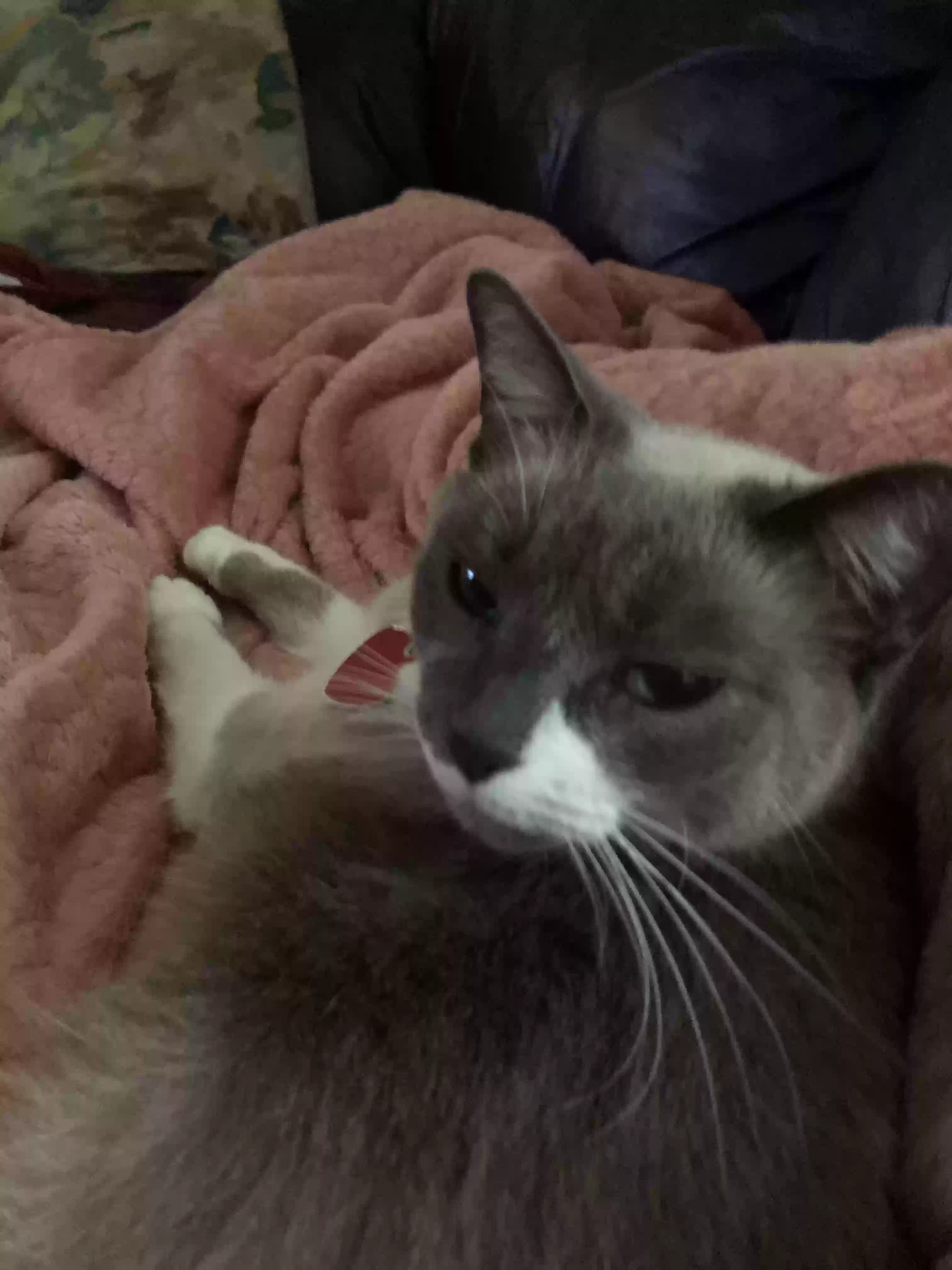 /lostandfound/images/lnfpets/original/165593_photo.webp