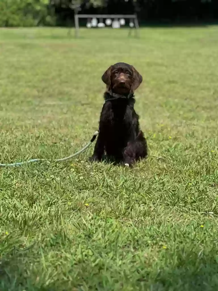/lostandfound/images/lnfpets/original/165596_photo.webp
