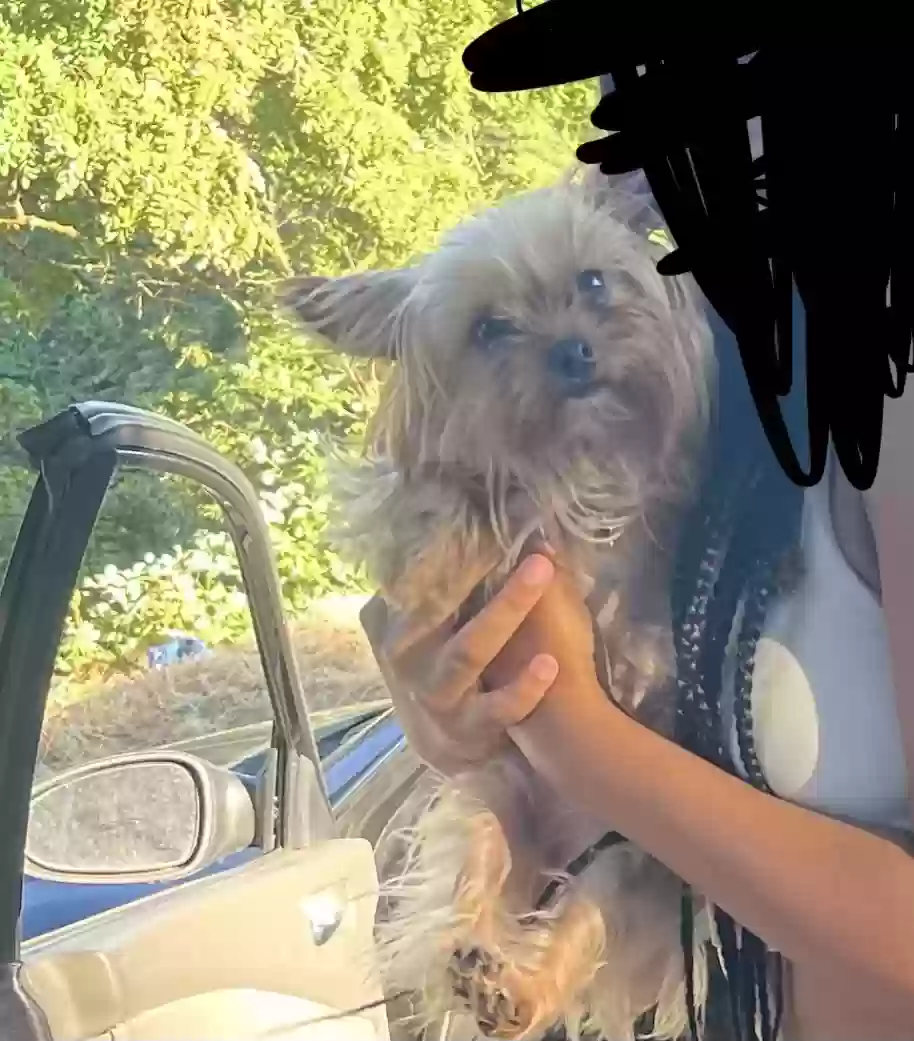 /lostandfound/images/lnfpets/original/165602_photo.webp