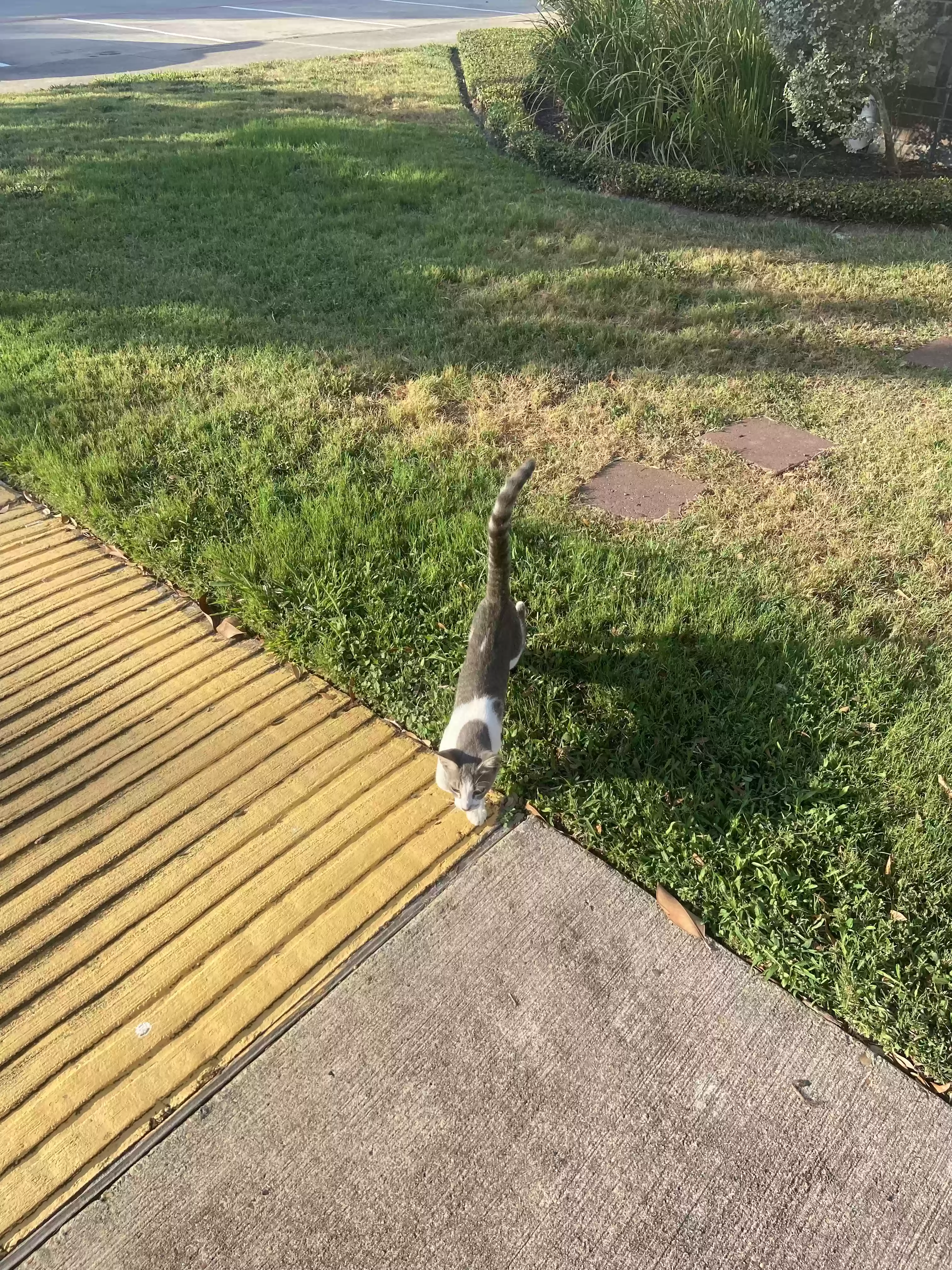 /lostandfound/images/lnfpets/original/165621_photo.webp