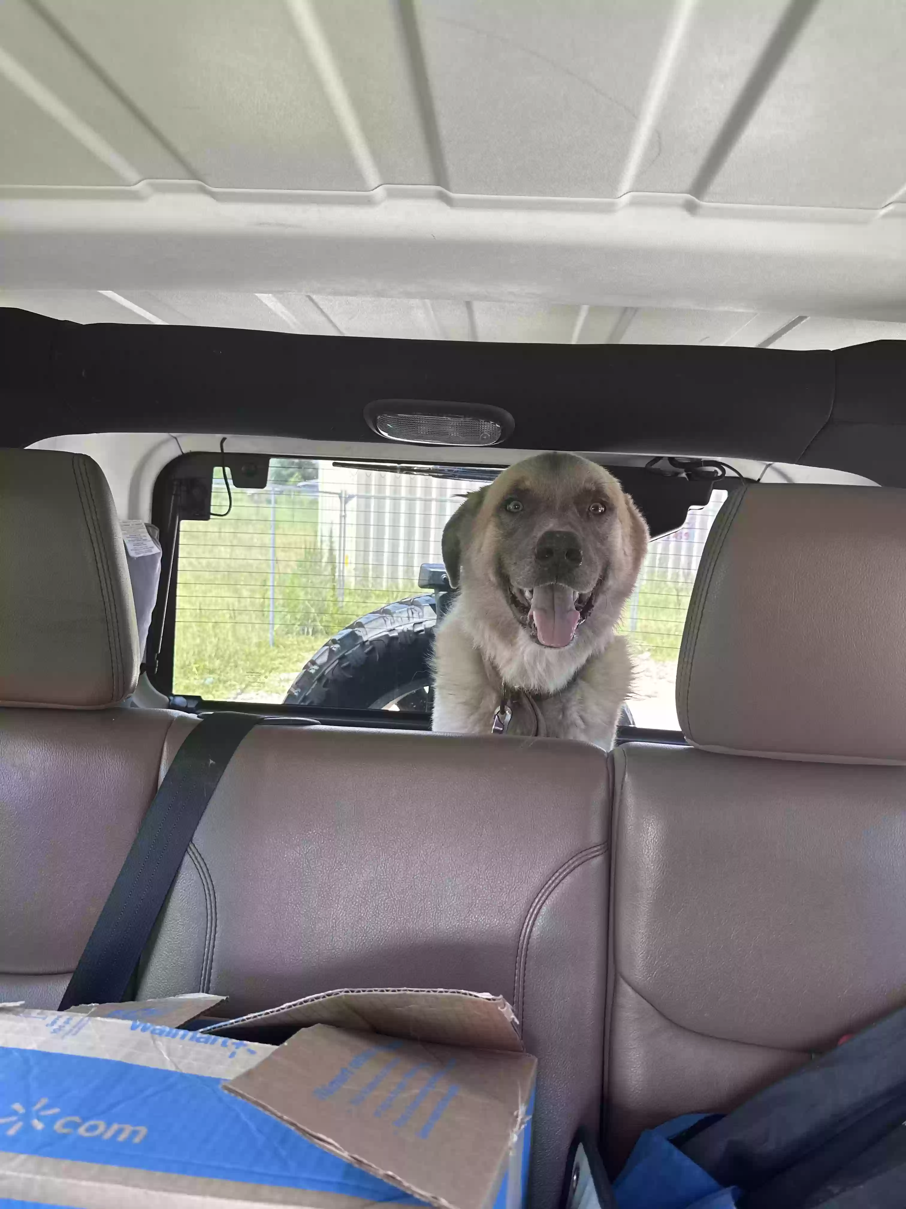 /lostandfound/images/lnfpets/original/165627_9214_image.webp