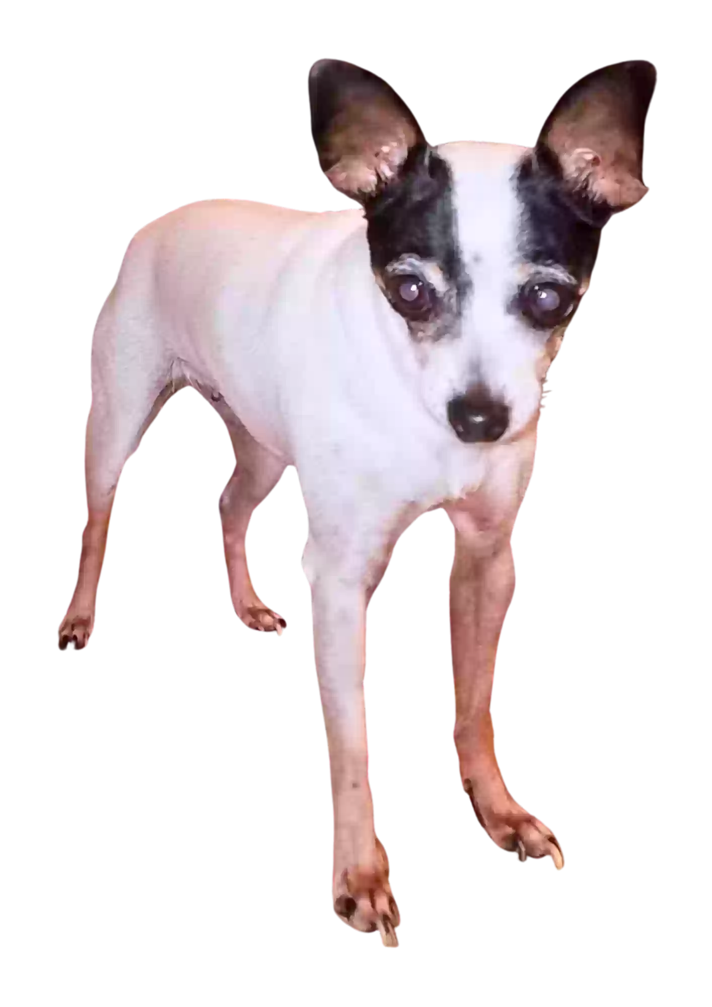 /lostandfound/images/lnfpets/original/165760_photo.webp