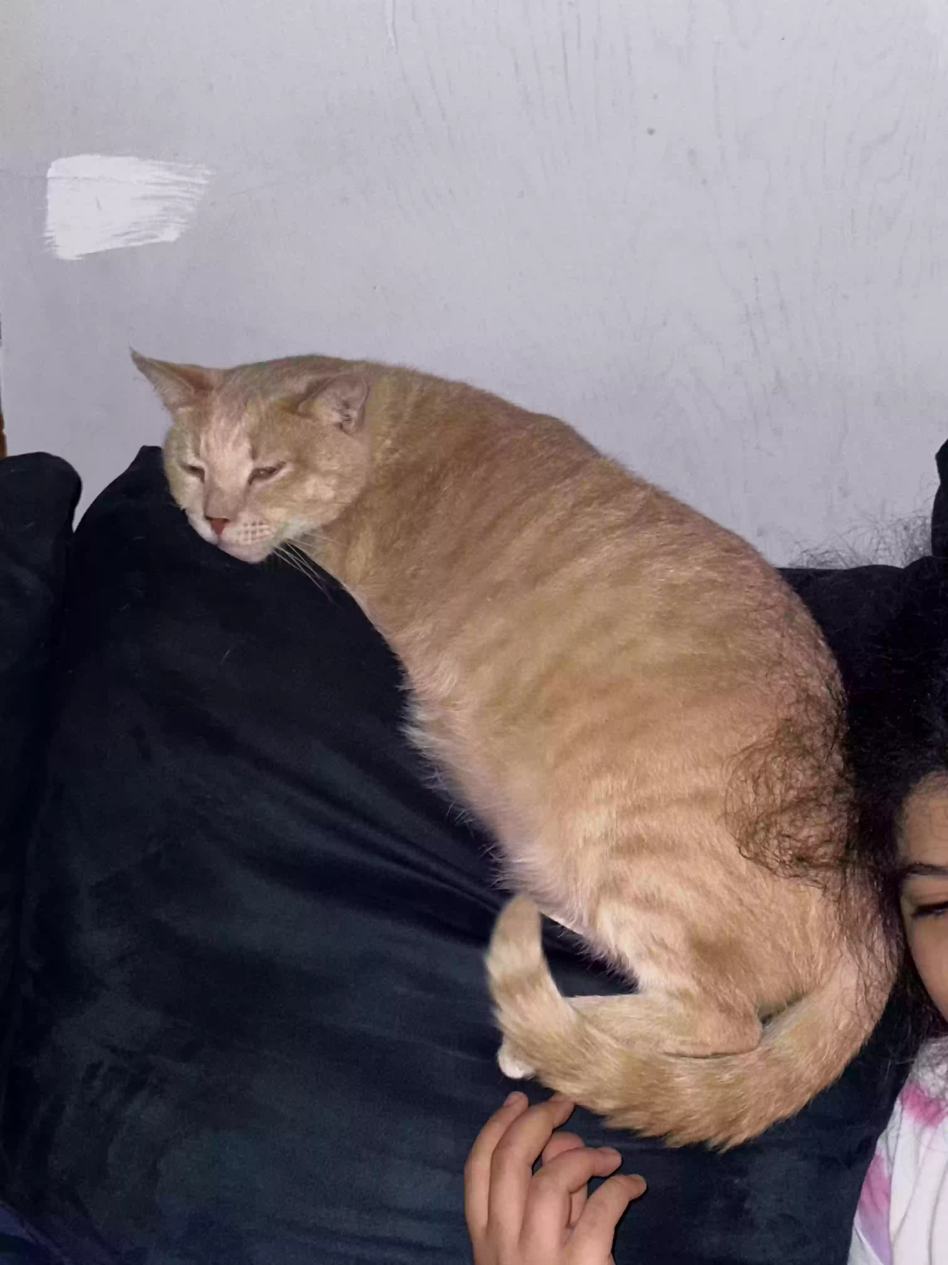 /lostandfound/images/lnfpets/original/165803_photo.webp