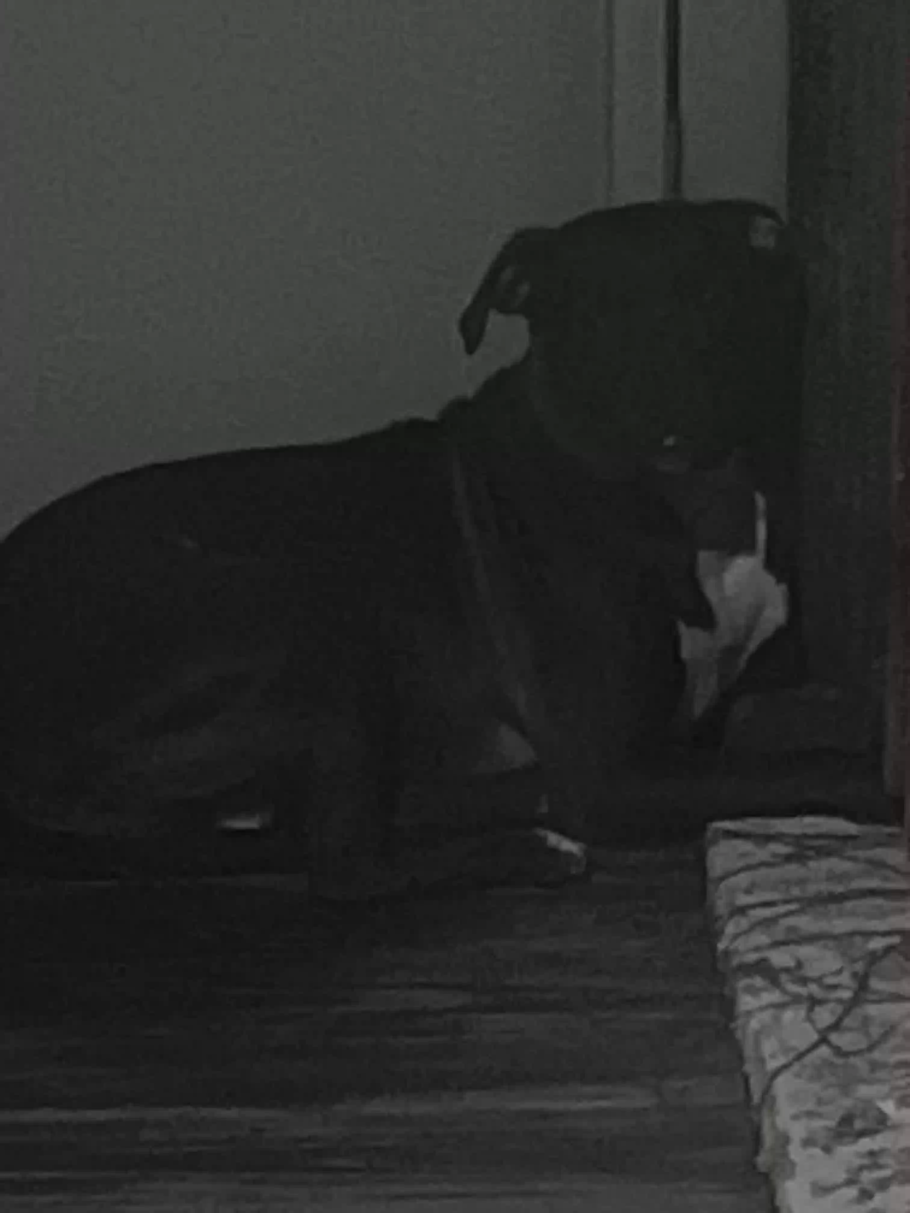 /lostandfound/images/lnfpets/original/165810_photo.webp